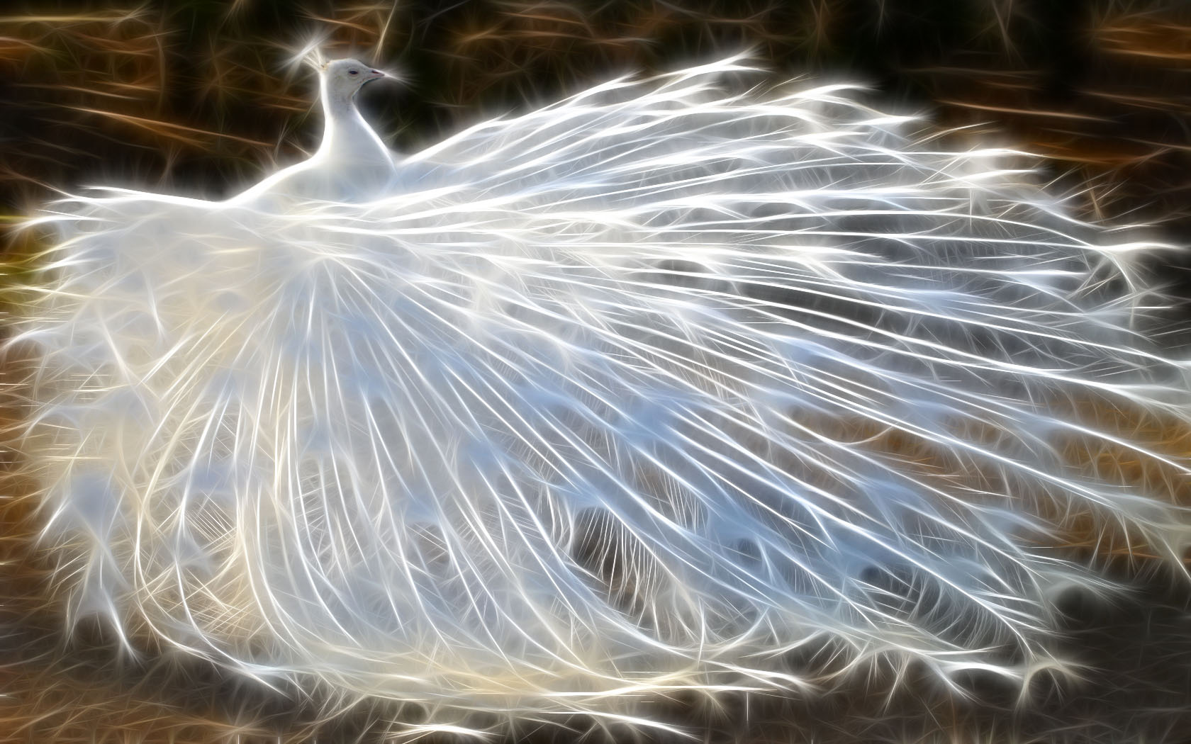 White Peacock Illustration - HD Wallpaper 