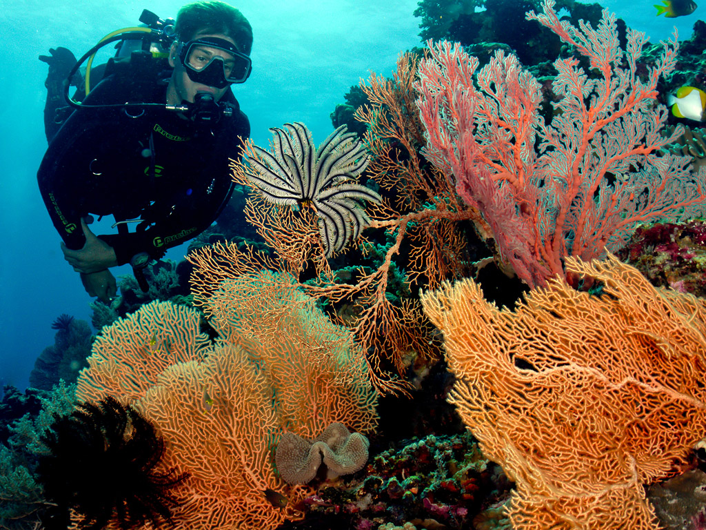 10 Surga Bawah Laut Indonesia Yang Bikin Kagum Dunia - Wakatobi Diving - HD Wallpaper 