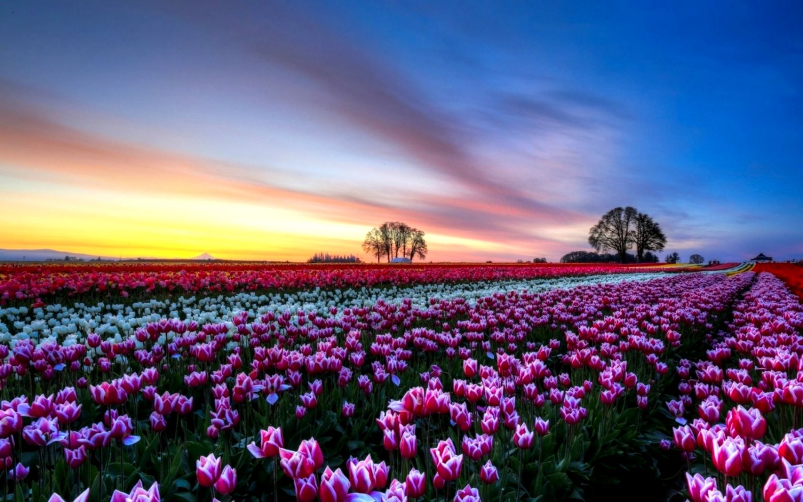 Flowers Tulip Flower Tulips Fields Field Desktop Wallpaper - Tulip Fields - HD Wallpaper 
