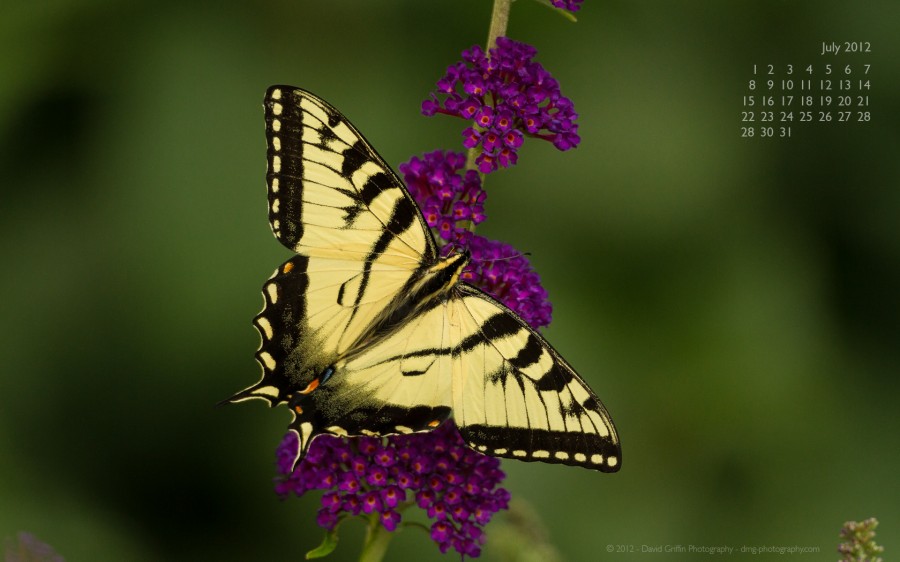 Eastern Tiger Swallowtail - HD Wallpaper 