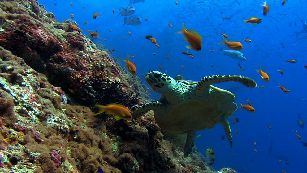 Video Wallpaper For Windows 10,8,7 - Computer Backgrounds Ocean Sea Turtles - 992x558 Wallpaper Video Wallpaper For Windows 10,8,7 - Computer Backgrounds Ocean Sea Turtles - 992x558 Wallpaper