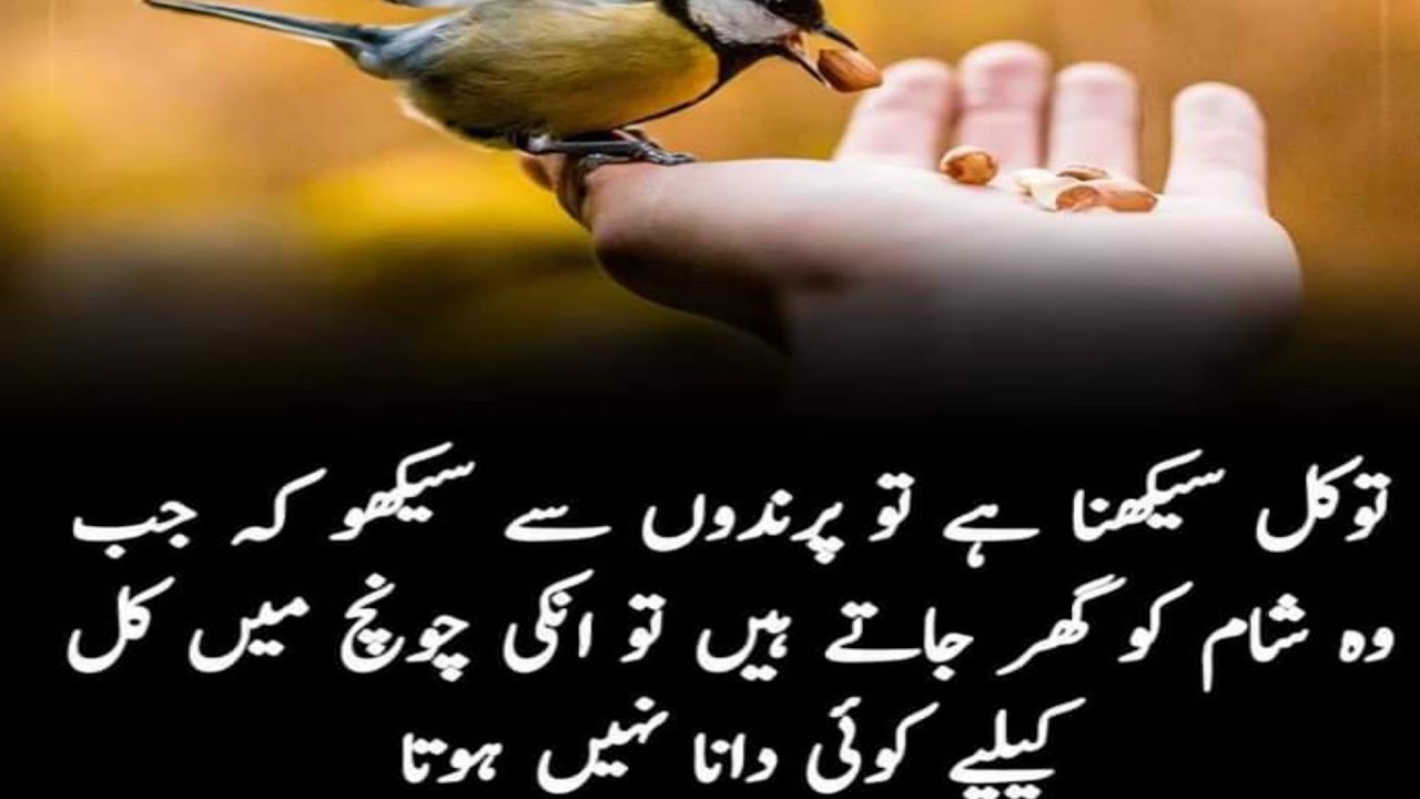 Old World Flycatcher - HD Wallpaper 