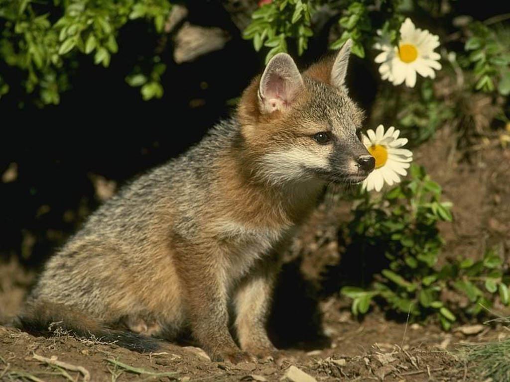 African Animals Free Windows Fox Pictures Bebe De Zorro - Runt Wolf - HD Wallpaper 