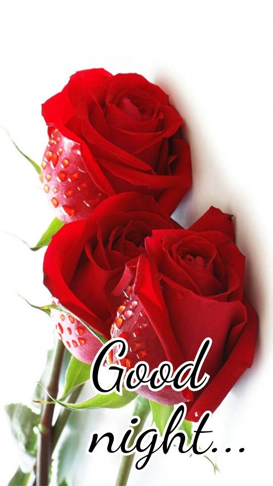Red Rose Good Night - 540x960 Wallpaper Red Rose Good Night - 540x960 Wallpaper