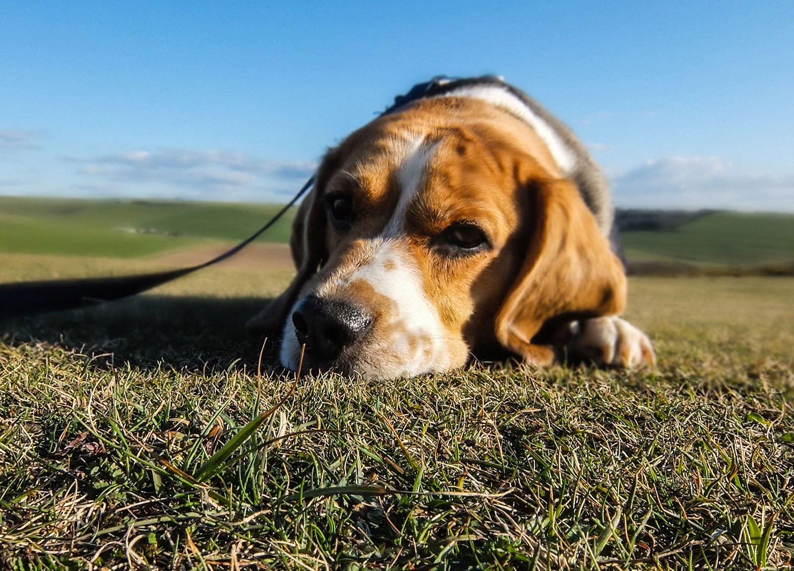 Animal, Dog, Pet, Sad, High Quality Animal Photos, - Dog - HD Wallpaper 