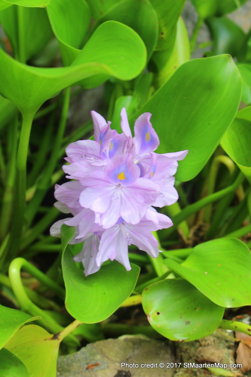 Lily Family - HD Wallpaper 