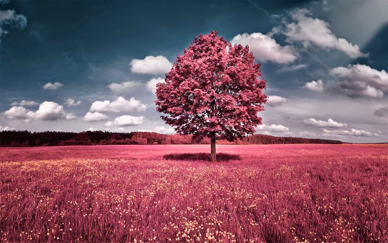 Nature Wallpapers Tumblr - Pink Desktop Wallpaper Hd - HD Wallpaper 