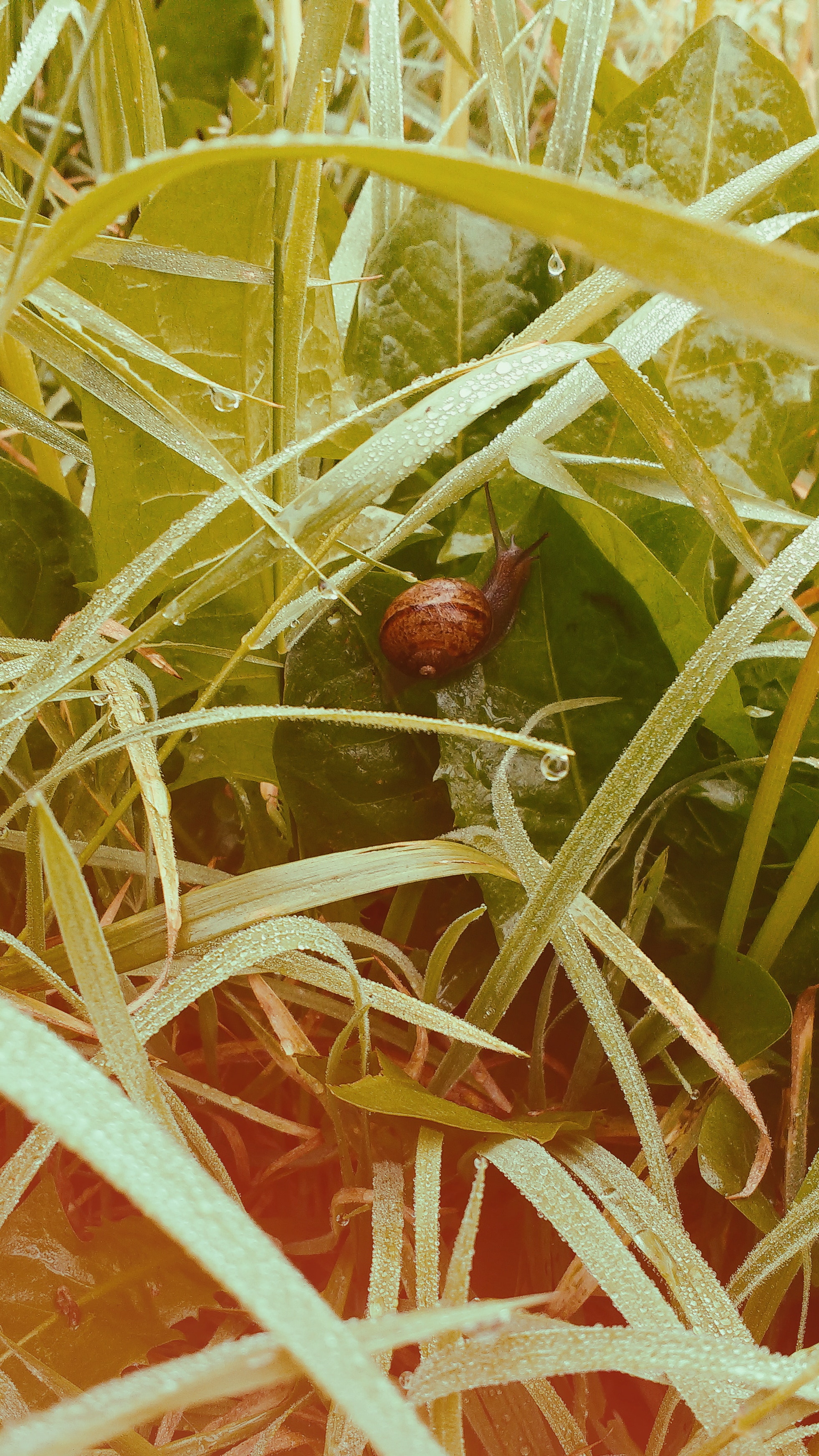 Sea Snail - HD Wallpaper 