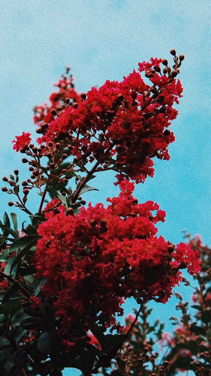 Crape Myrtle - HD Wallpaper 