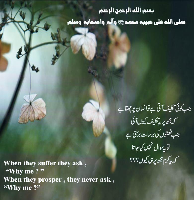 Photo Caption - HD Wallpaper 