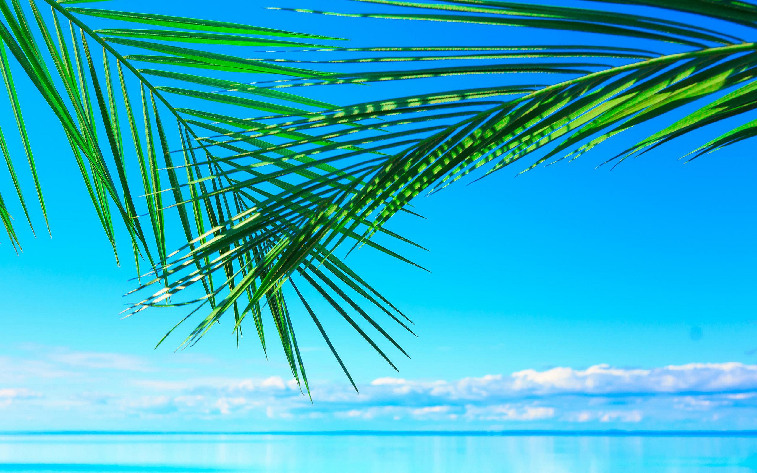 Palm Leaves And Water - HD Wallpaper 
