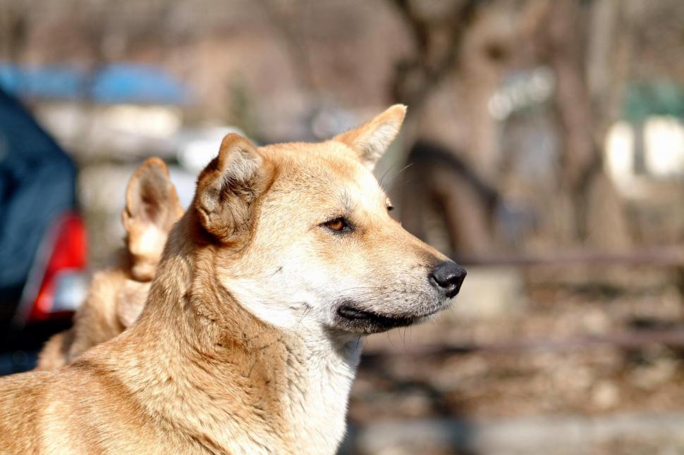 My Name Is Prince Wallpaper,friendly Hd Wallpaper,affectionate - Dog Yawns - HD Wallpaper 