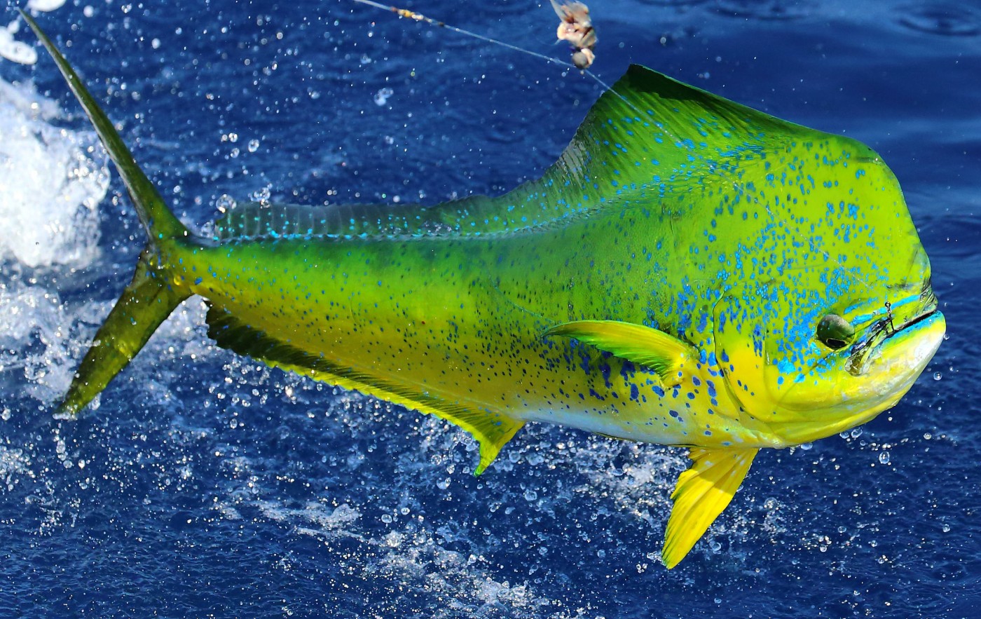 Mahi-mahi - 1400x883 Wallpaper Mahi-mahi - 1400x883 Wallpaper