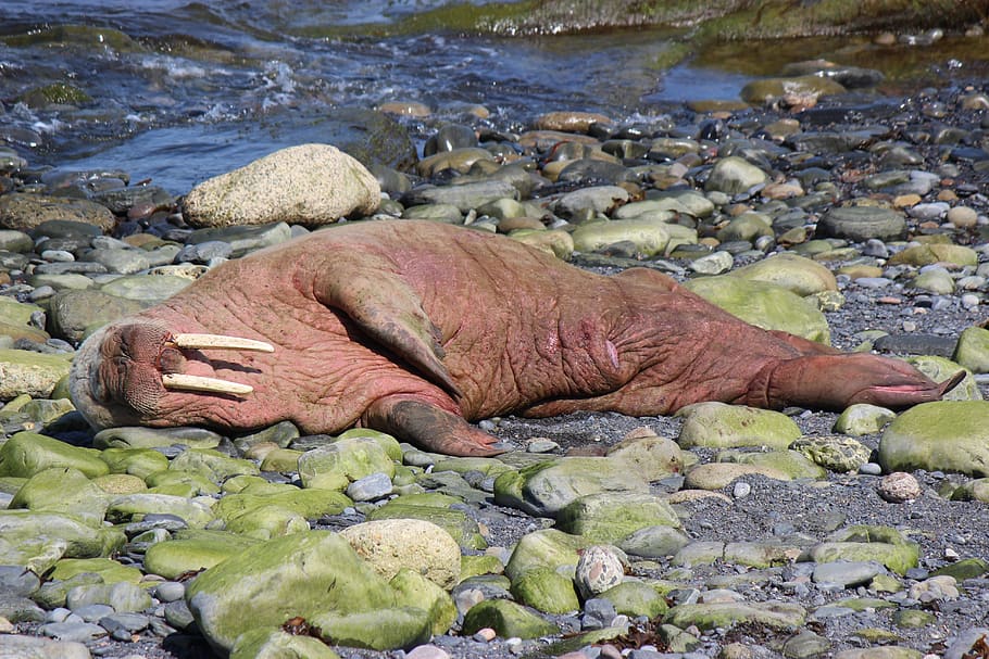 Walrus - HD Wallpaper 