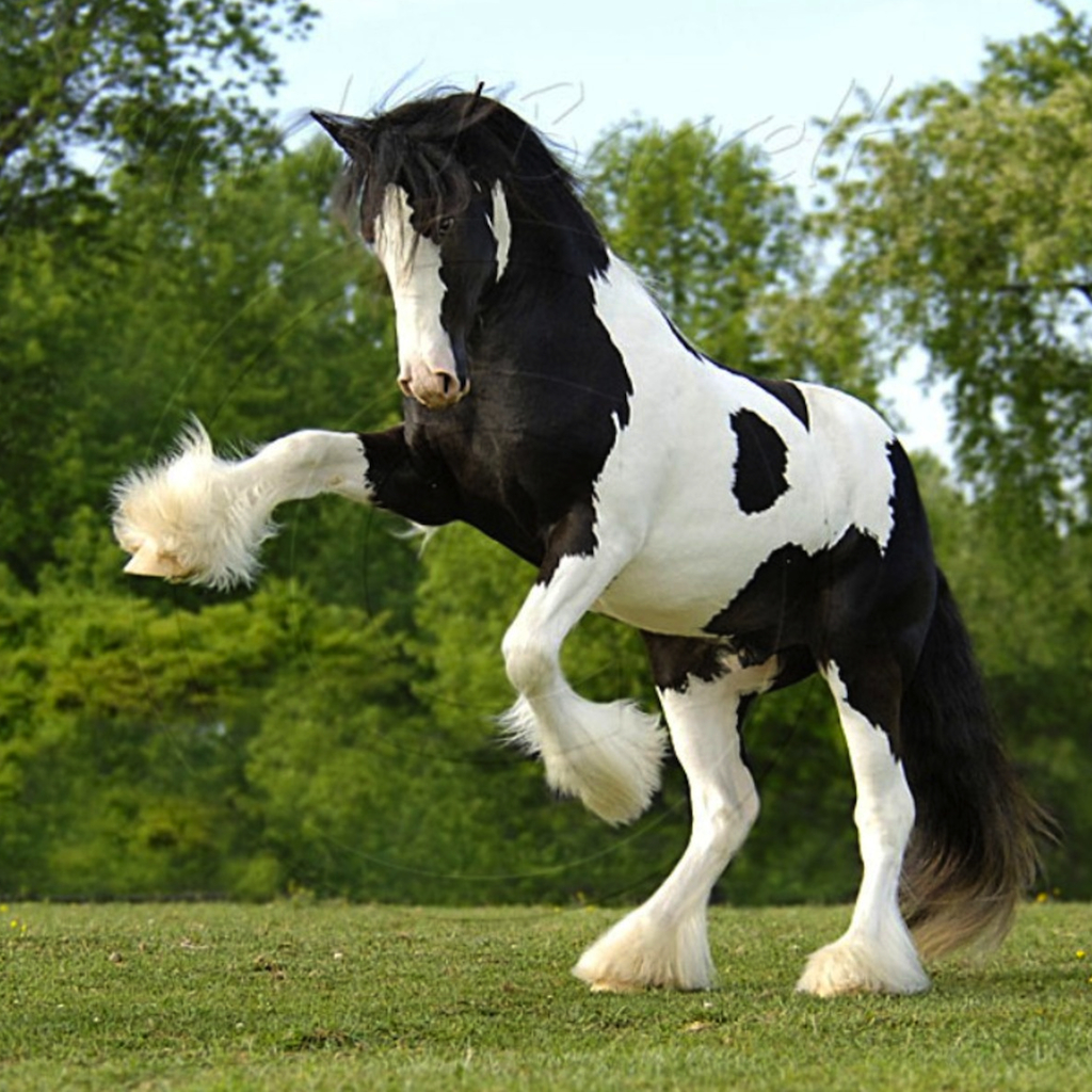 Clydesdale Horse Black And White - HD Wallpaper 