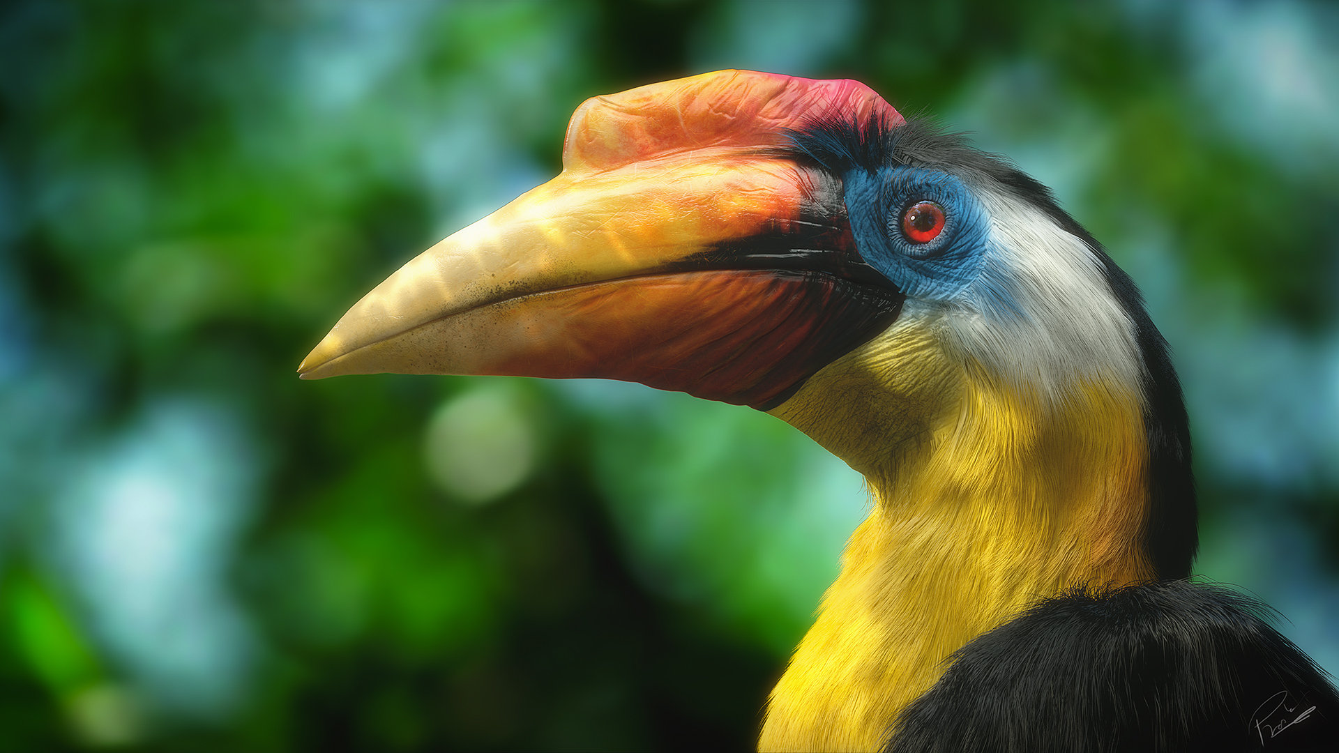 Hornbill - HD Wallpaper 