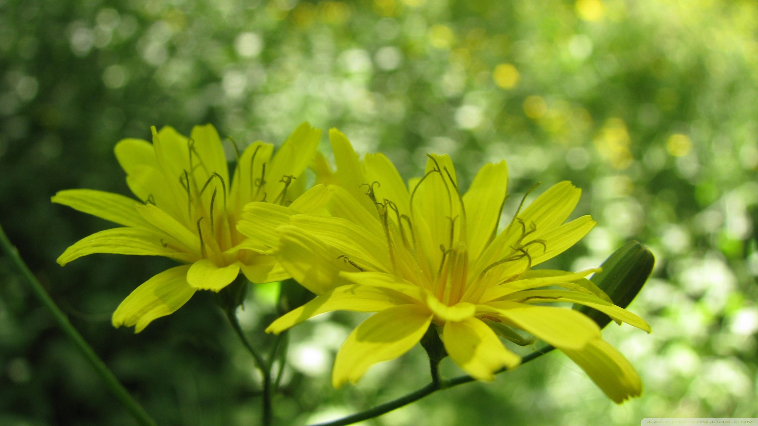 Wallpaper - HD Wallpaper 