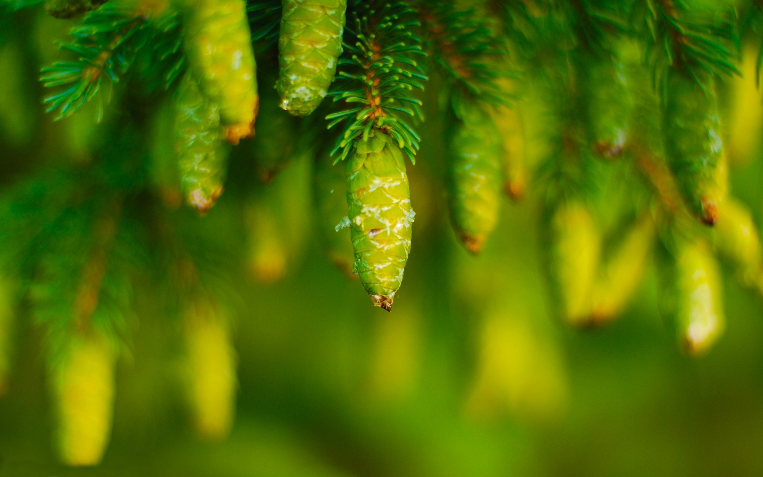 Pine, Mobile, Growing, Windows Backgrounds, Cones,hd - Обои На Рабочий Стол Зеленые Ели - HD Wallpaper 