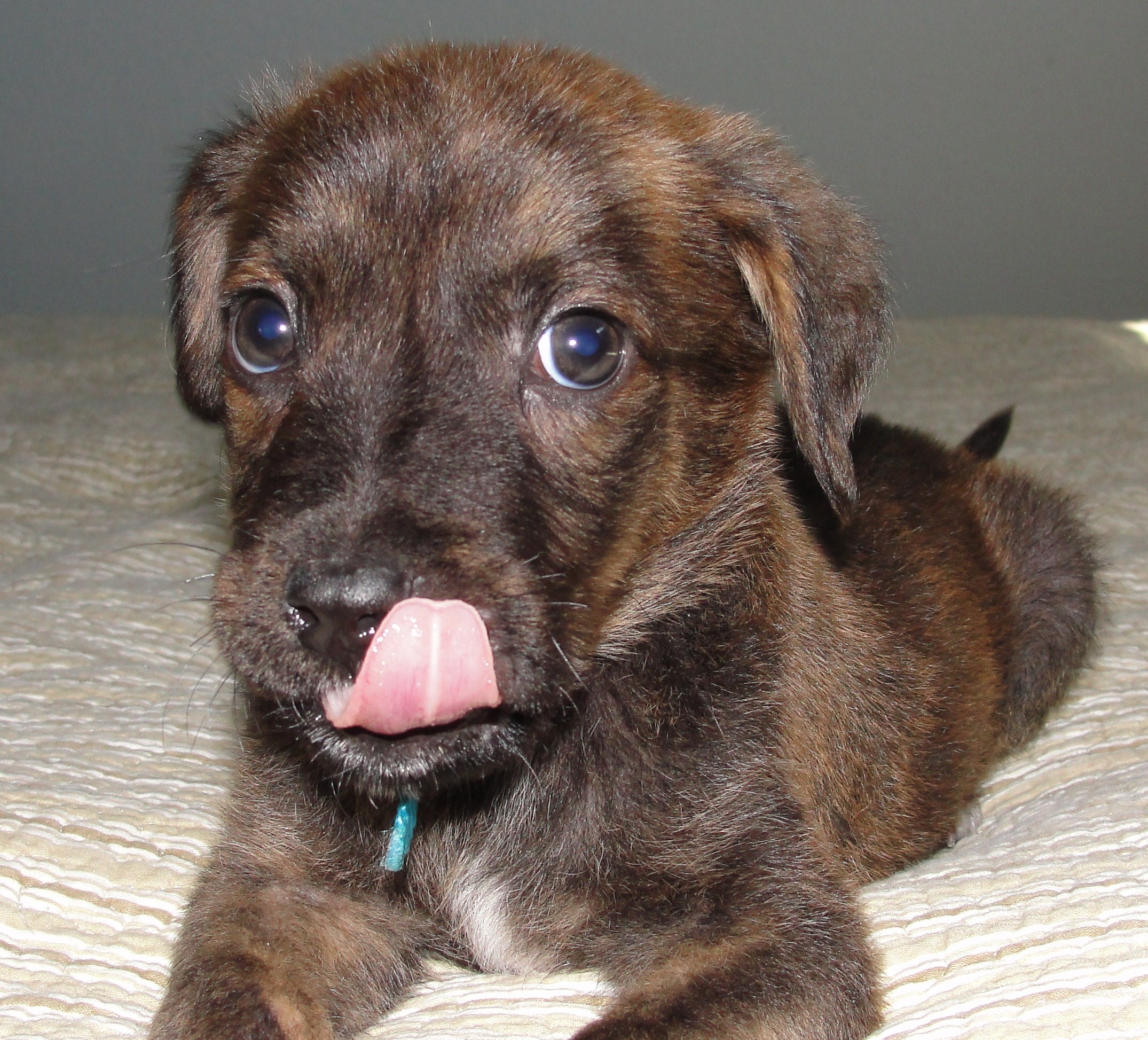 Wallpapers Free , Name Wallpaper Creator Online , Ravi - Boxer Lab Mix Puppies - HD Wallpaper 