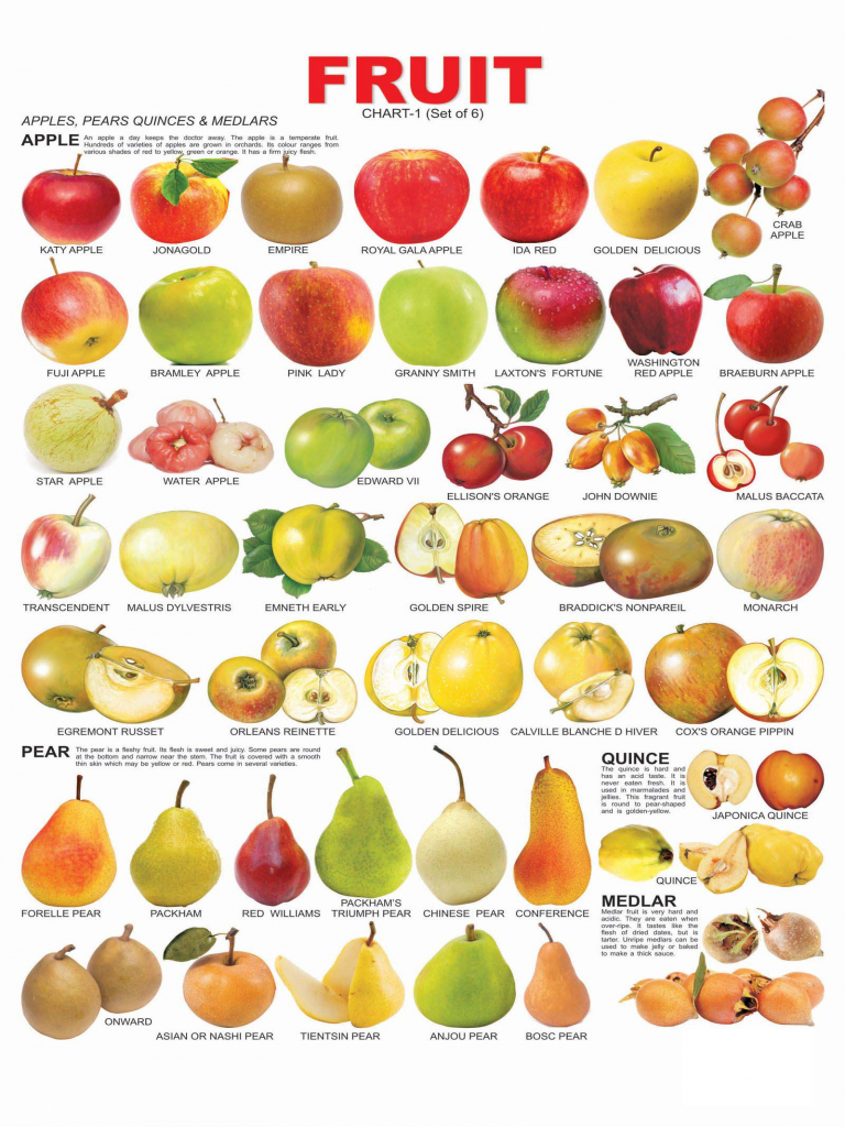 All Fruit Name List 768x1024 Wallpaper teahub.io