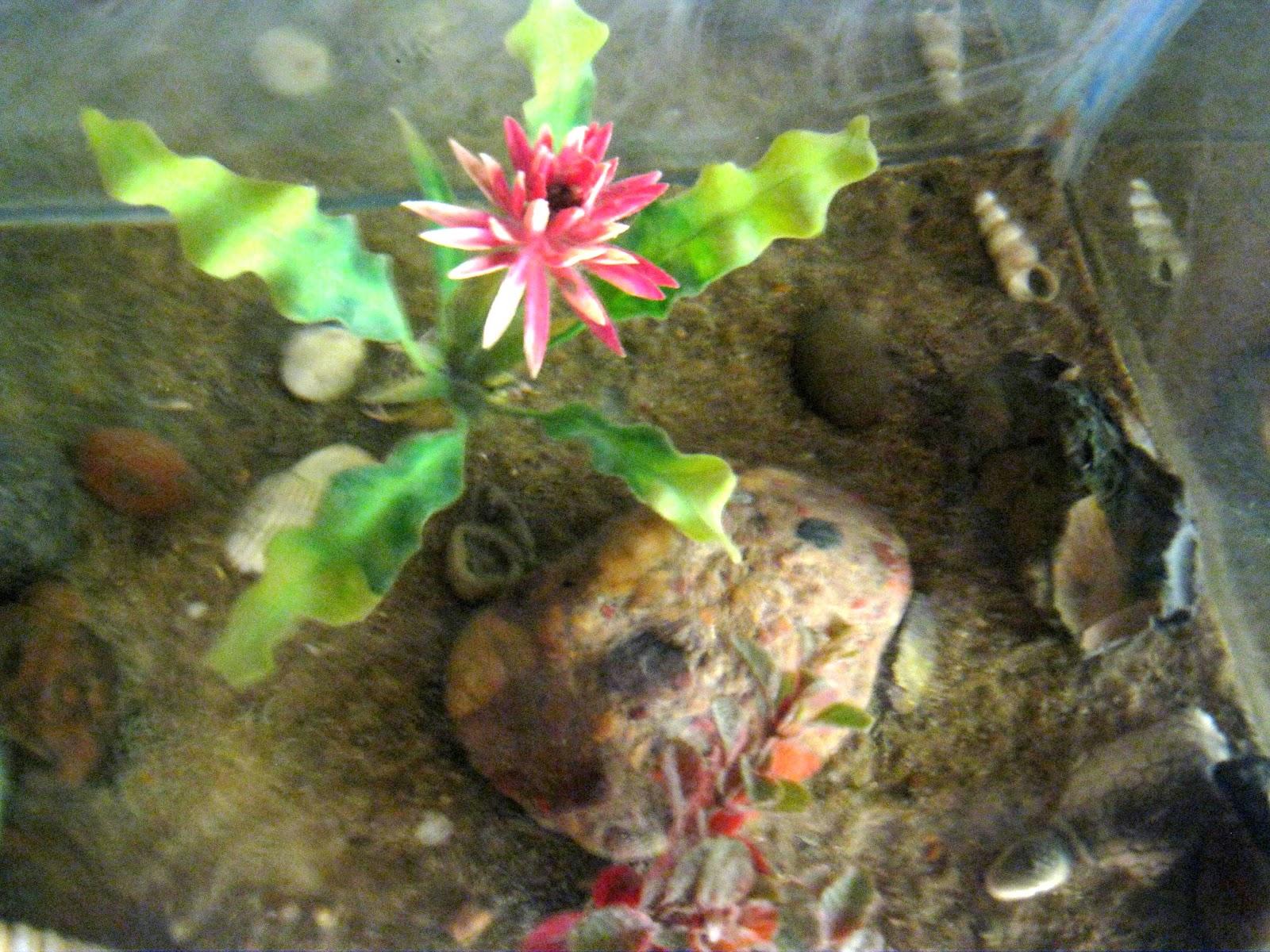 Deepa Name Wallpaper - Deepa Name Good Morning - HD Wallpaper 