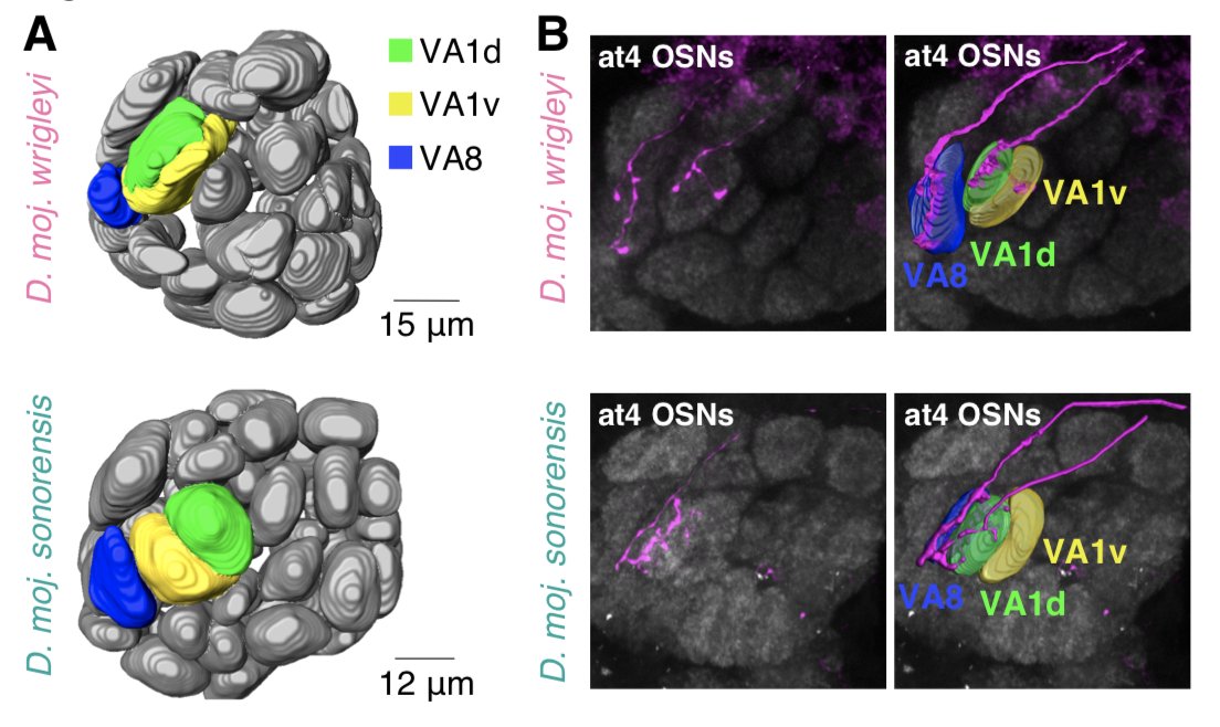 Stony Coral - HD Wallpaper 