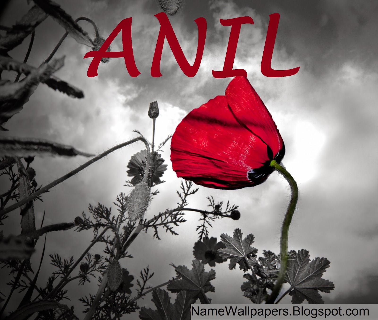 Anil Name Wallpapers Anil ~ Name Wallpaper Urdu Name - Anil Name Wallpaper Free Download - HD Wallpaper 