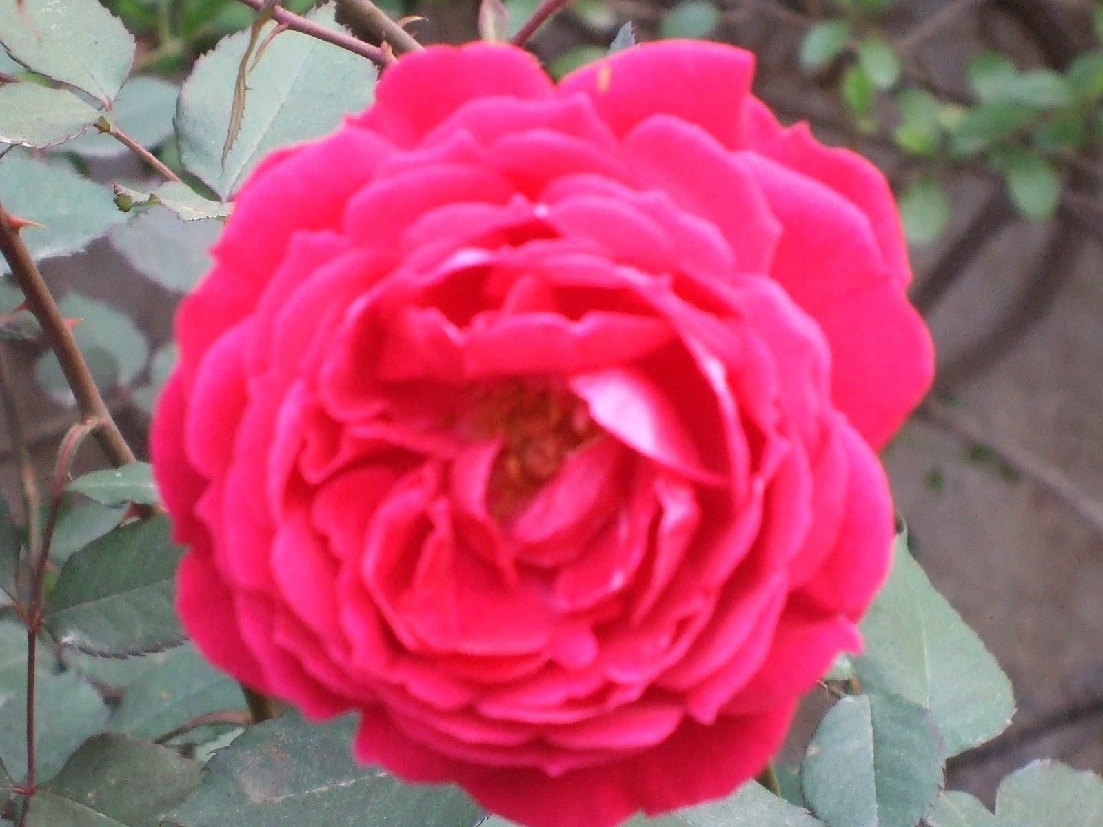 Garden Roses - HD Wallpaper 