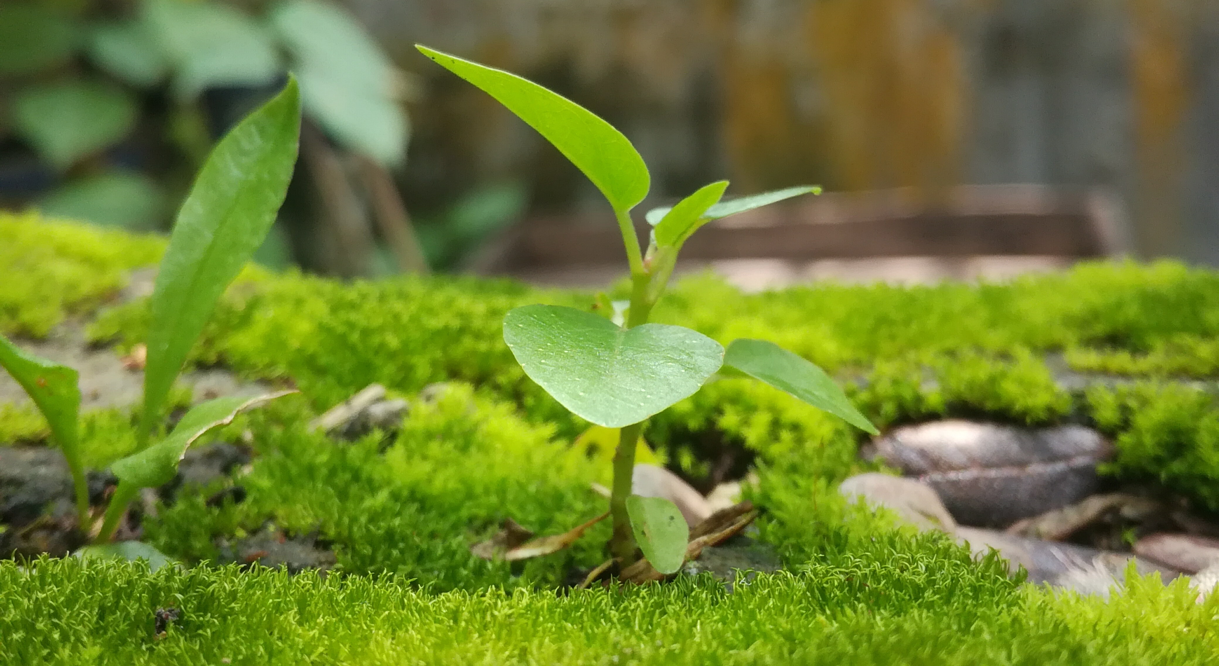 Grass - HD Wallpaper 