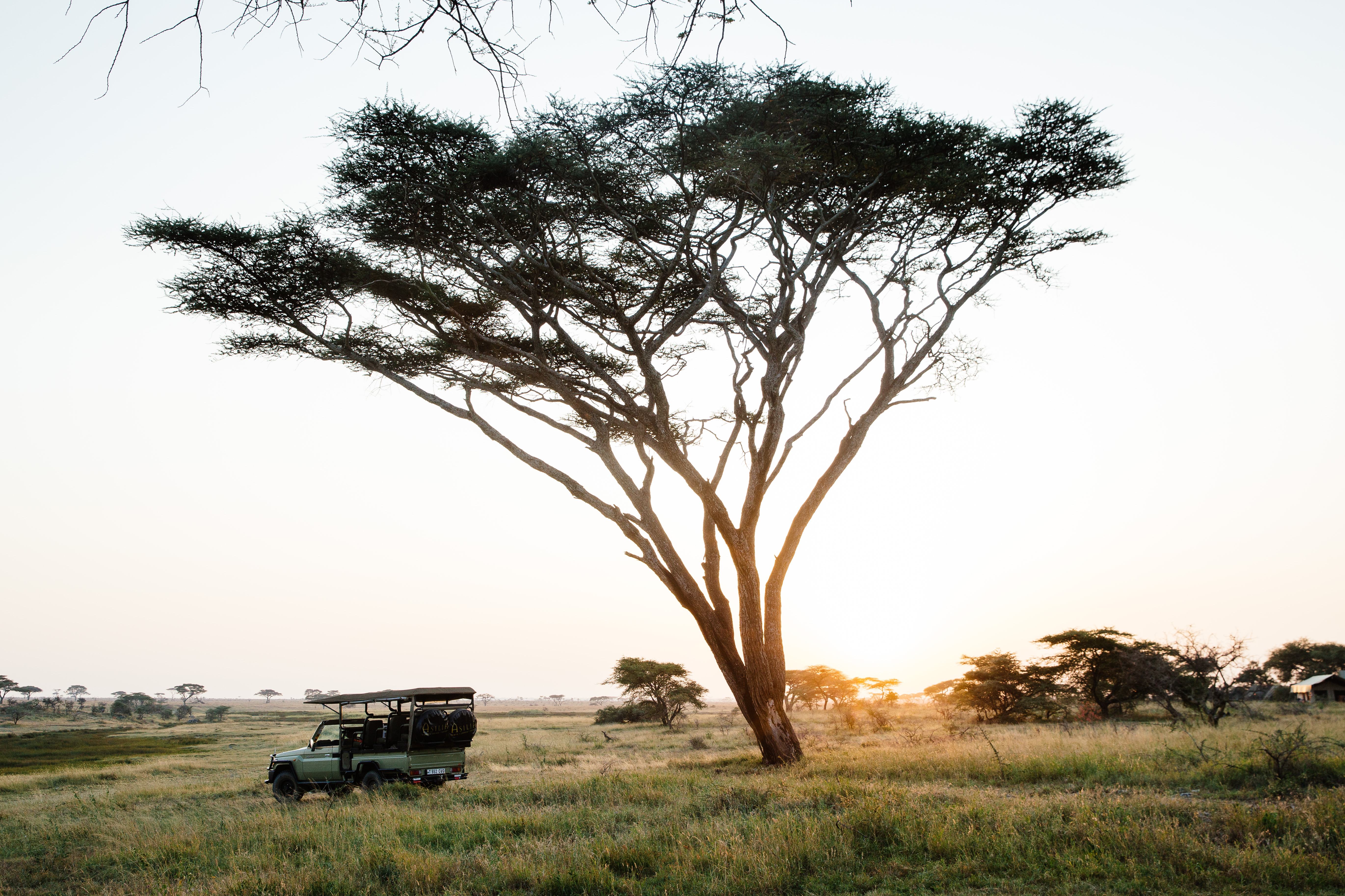 Savanna - HD Wallpaper 