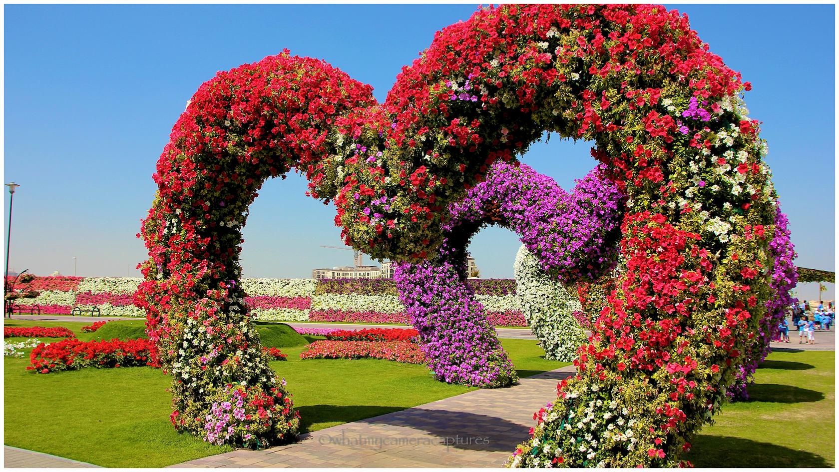 Bougainvillea - 1680x945 Wallpaper - teahub.io