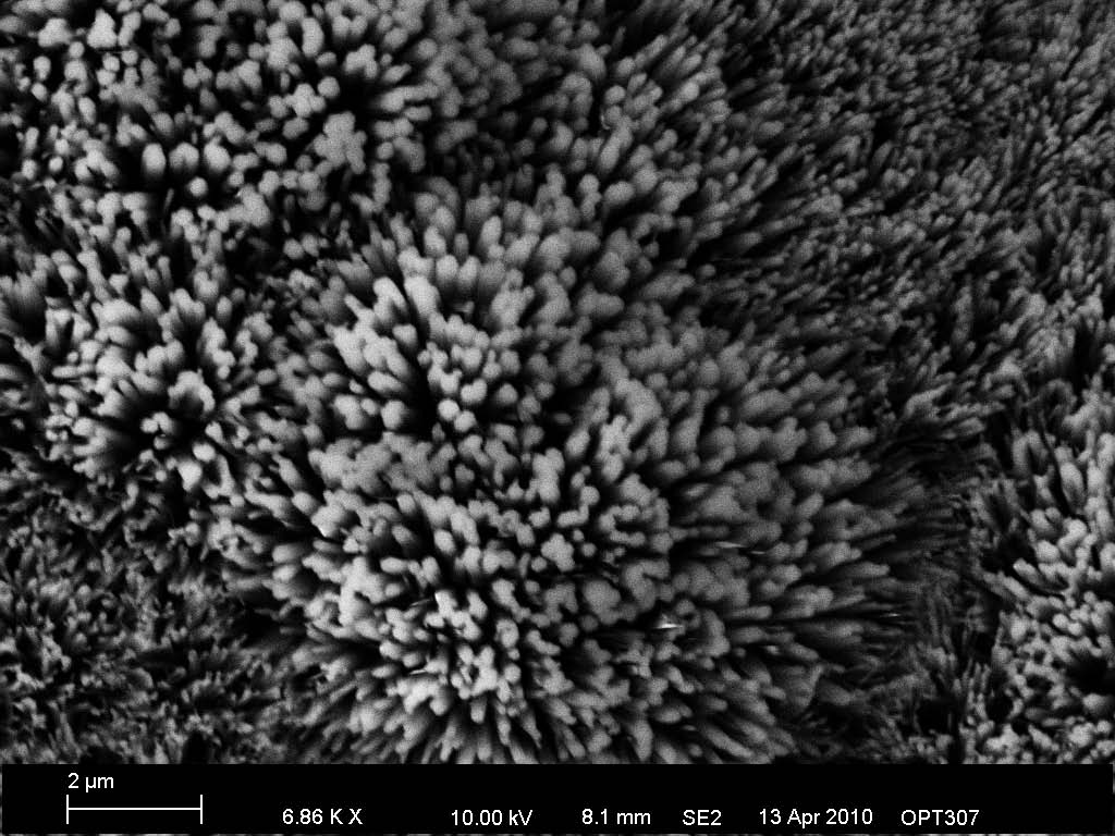 Src Figure - Chrysanths - HD Wallpaper 