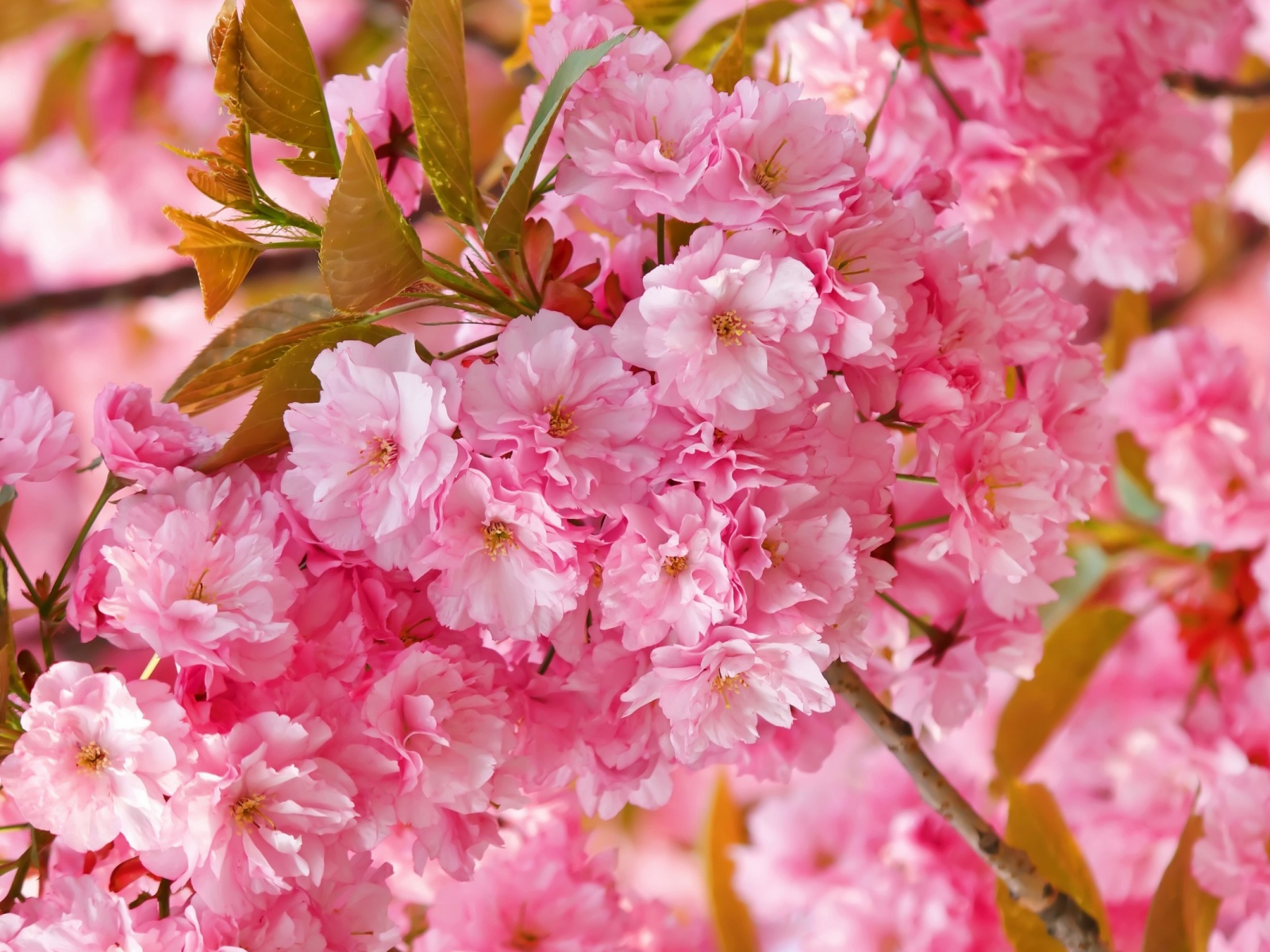 Cherry Blossom Cute Wallpapers For Desktop - HD Wallpaper 