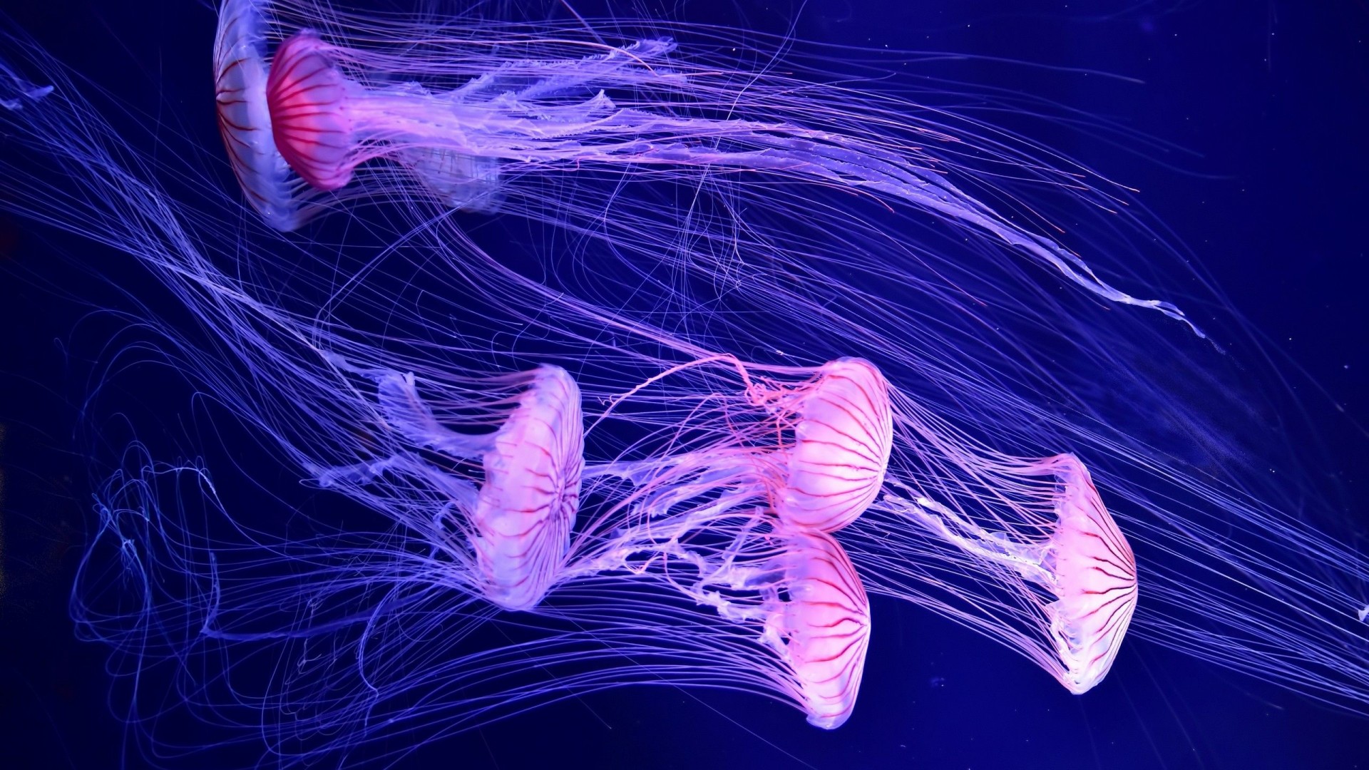 Jellyfish In Deep Sea - HD Wallpaper 