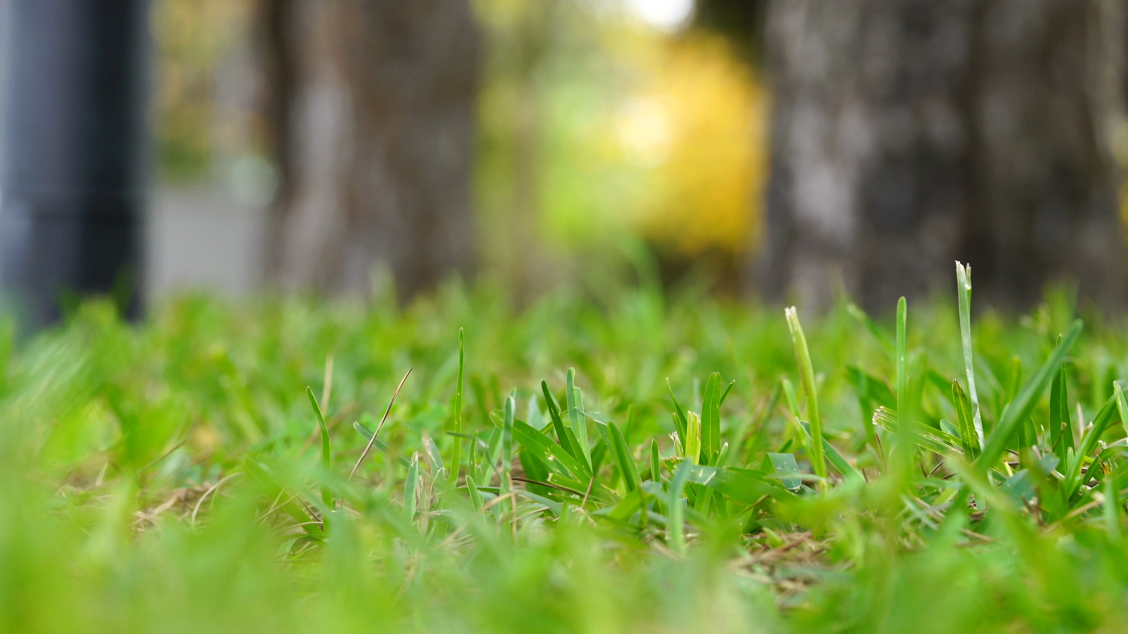 Grass - HD Wallpaper 