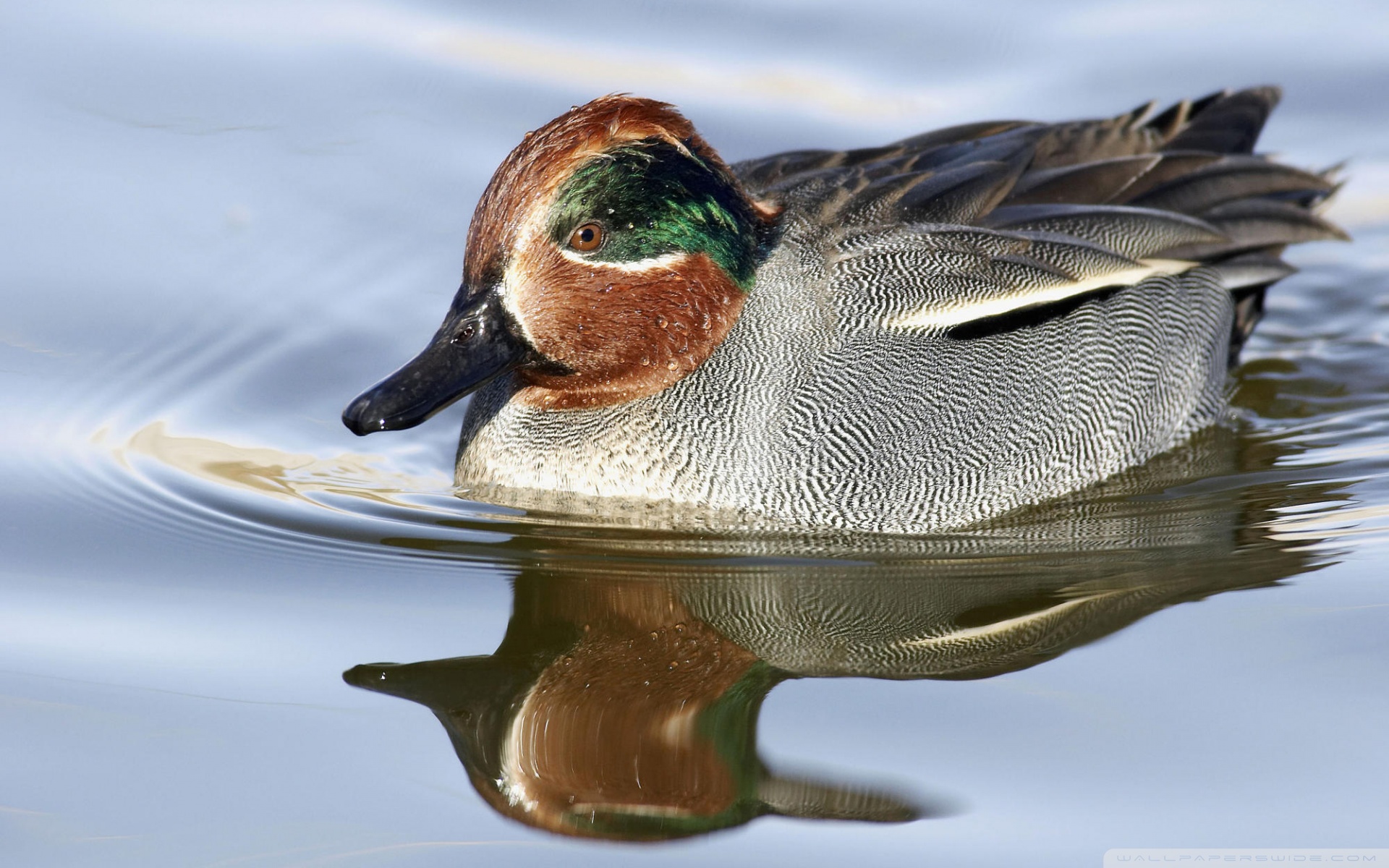Green Winged Teal - HD Wallpaper 