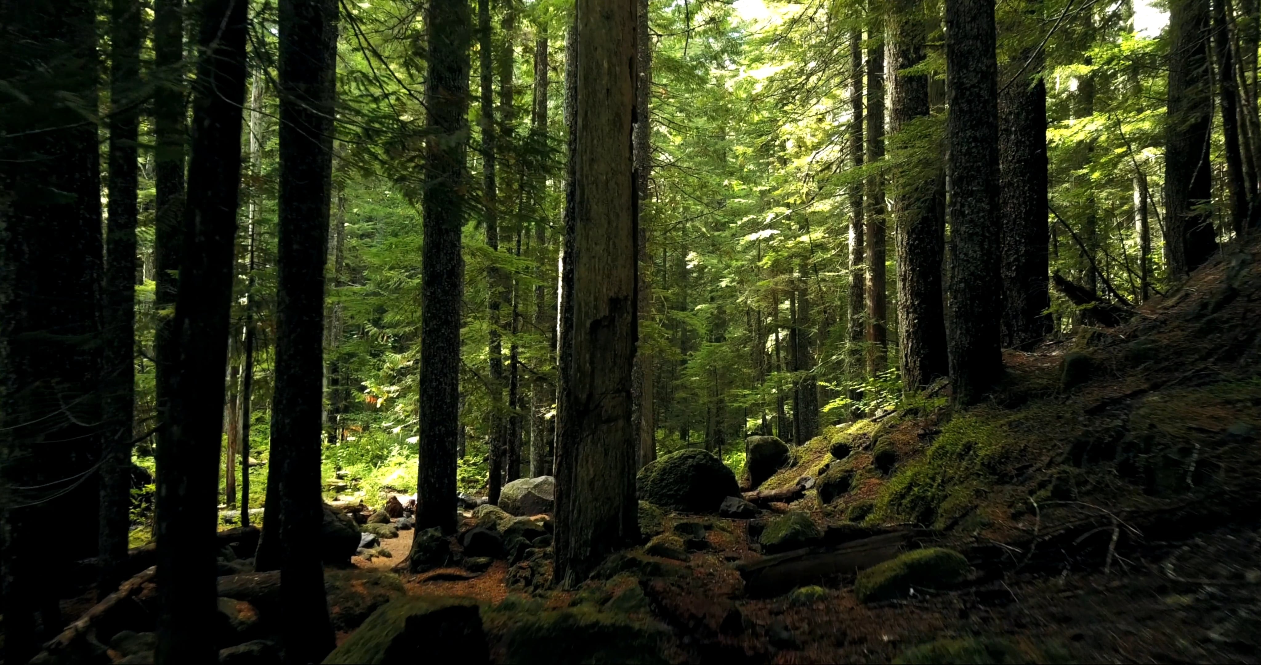 Gambar Indah Forest Uhd - HD Wallpaper 