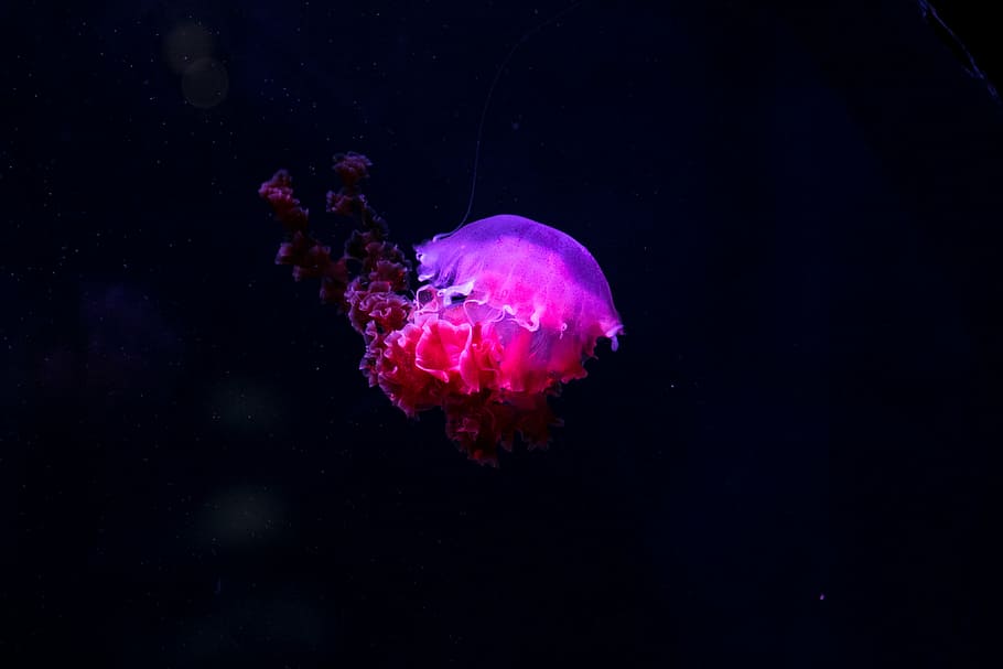 Photo Of Pink And Red Jellyfish, Underwater, Deep, - HD Wallpaper 