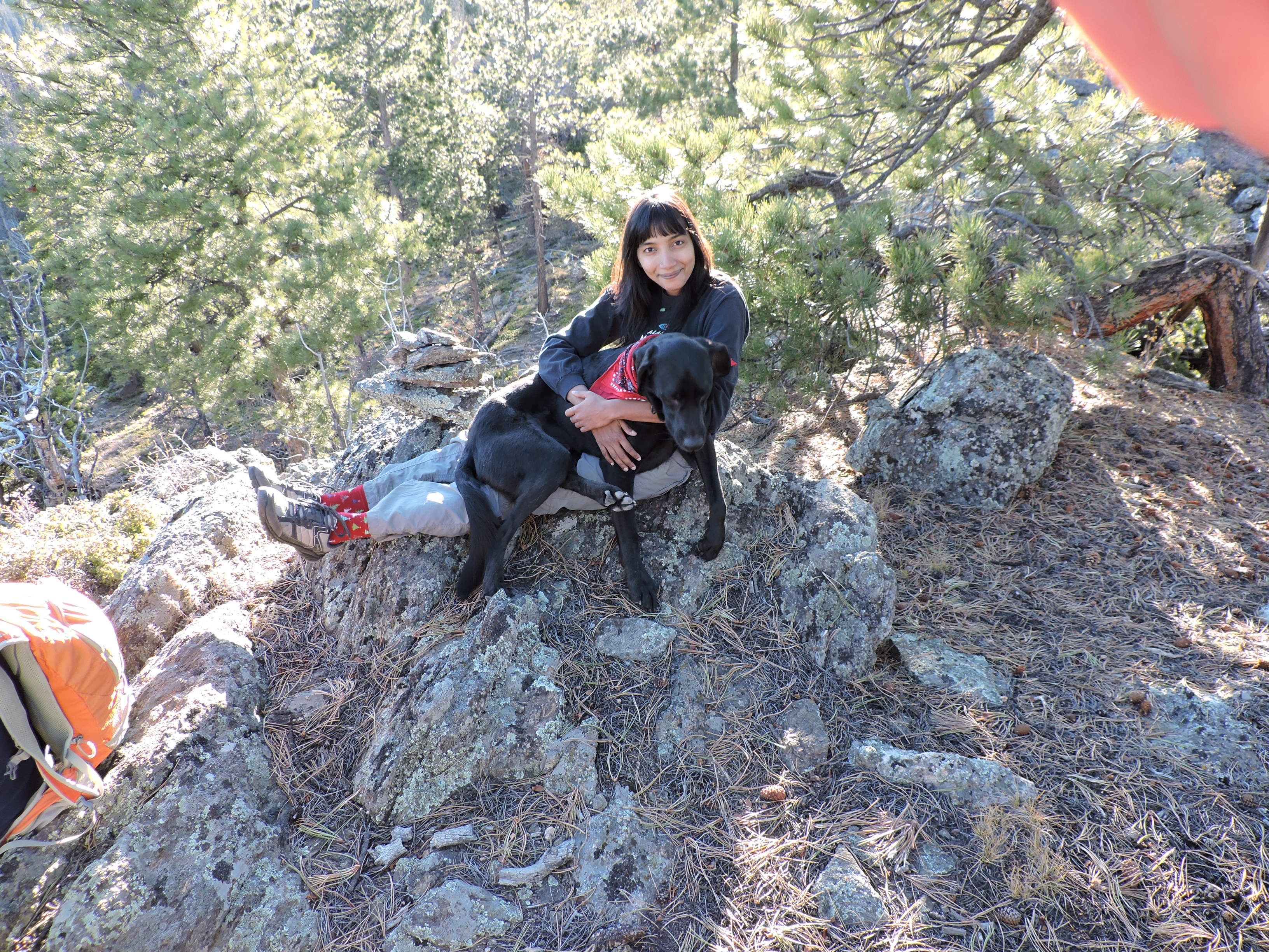 Transylvanian Hound - HD Wallpaper 