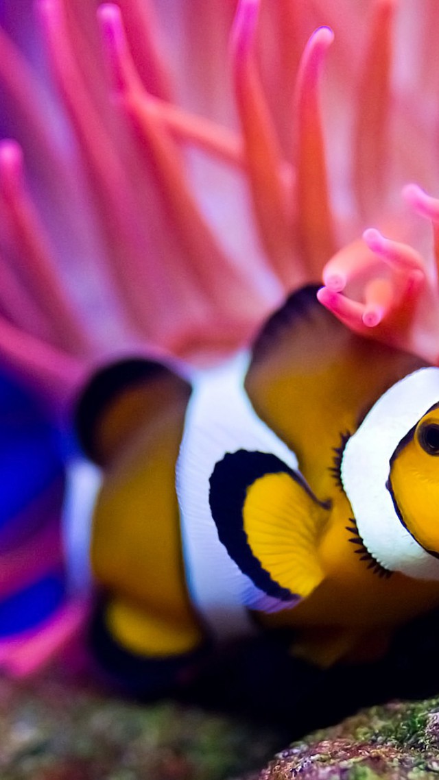 Clownfish - HD Wallpaper 