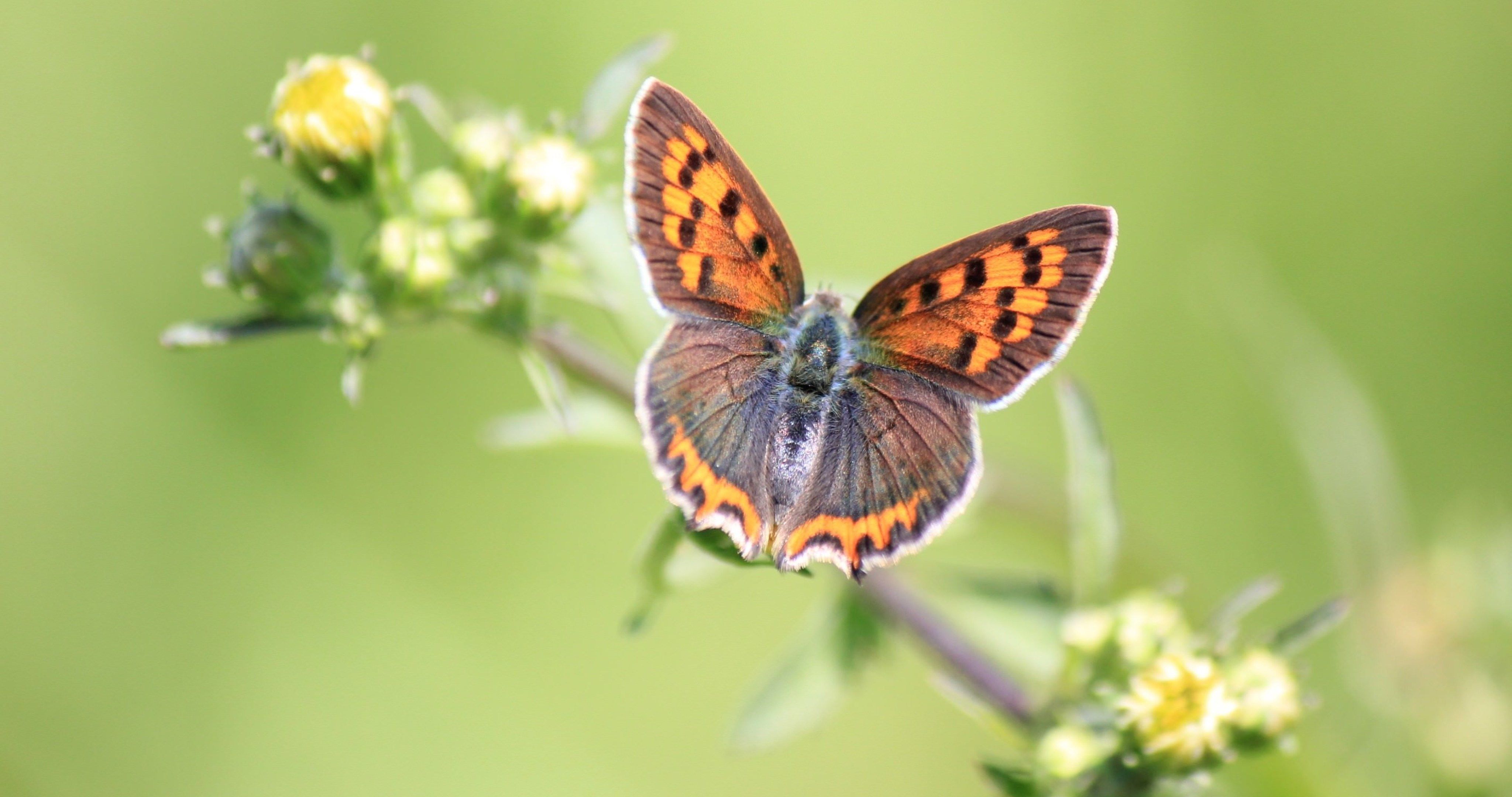 Butterfly On Flower 4k - HD Wallpaper 