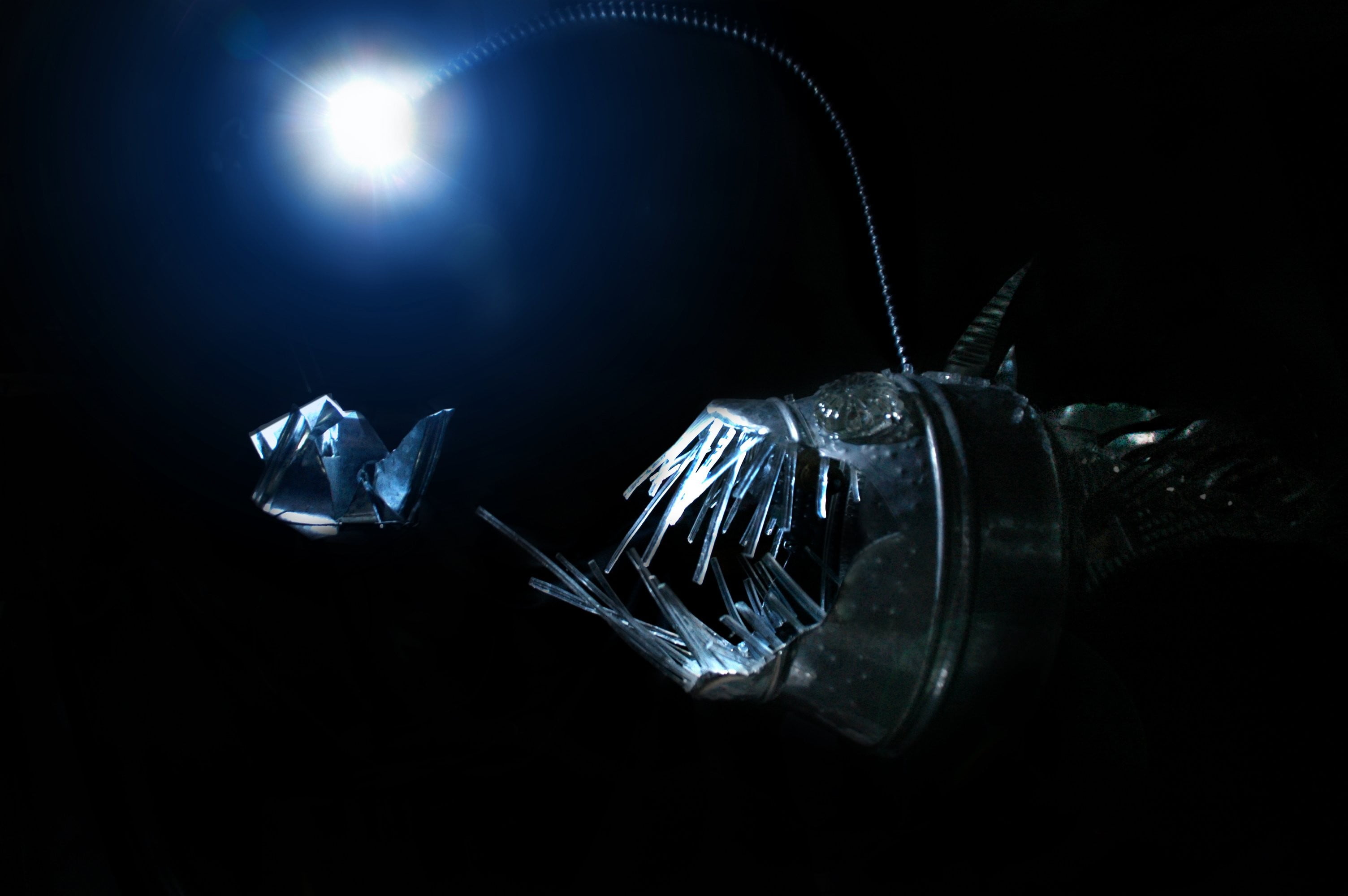 Angler Fish In Dark - HD Wallpaper 