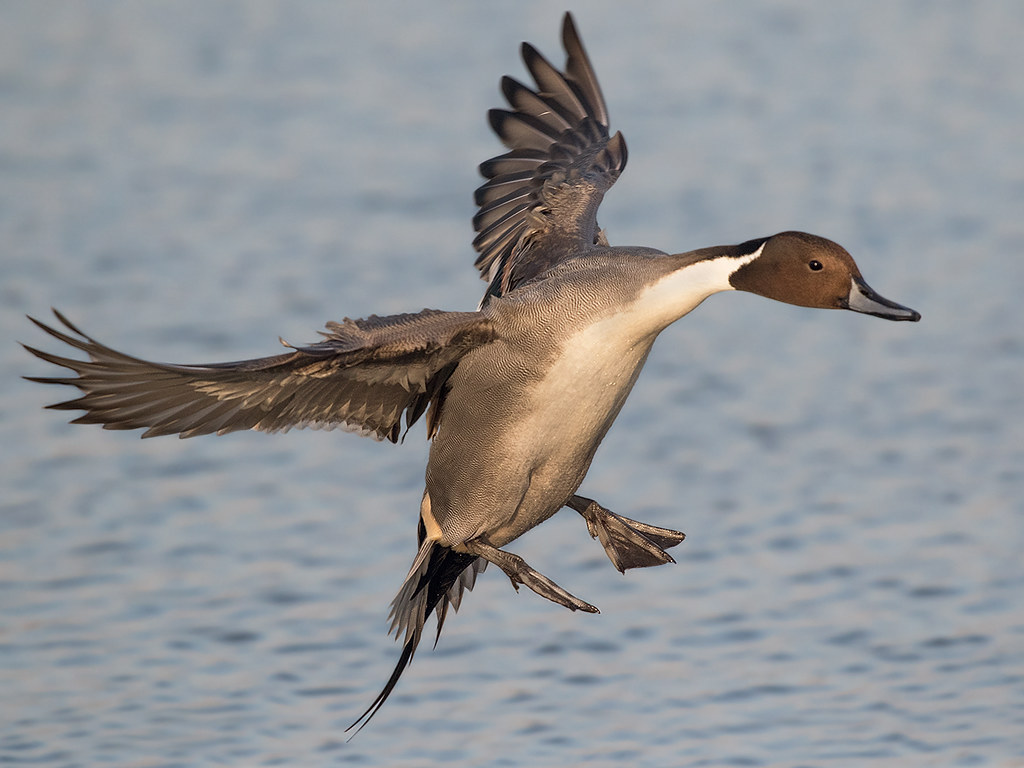 Mallard - 1024x768 Wallpaper - teahub.io
