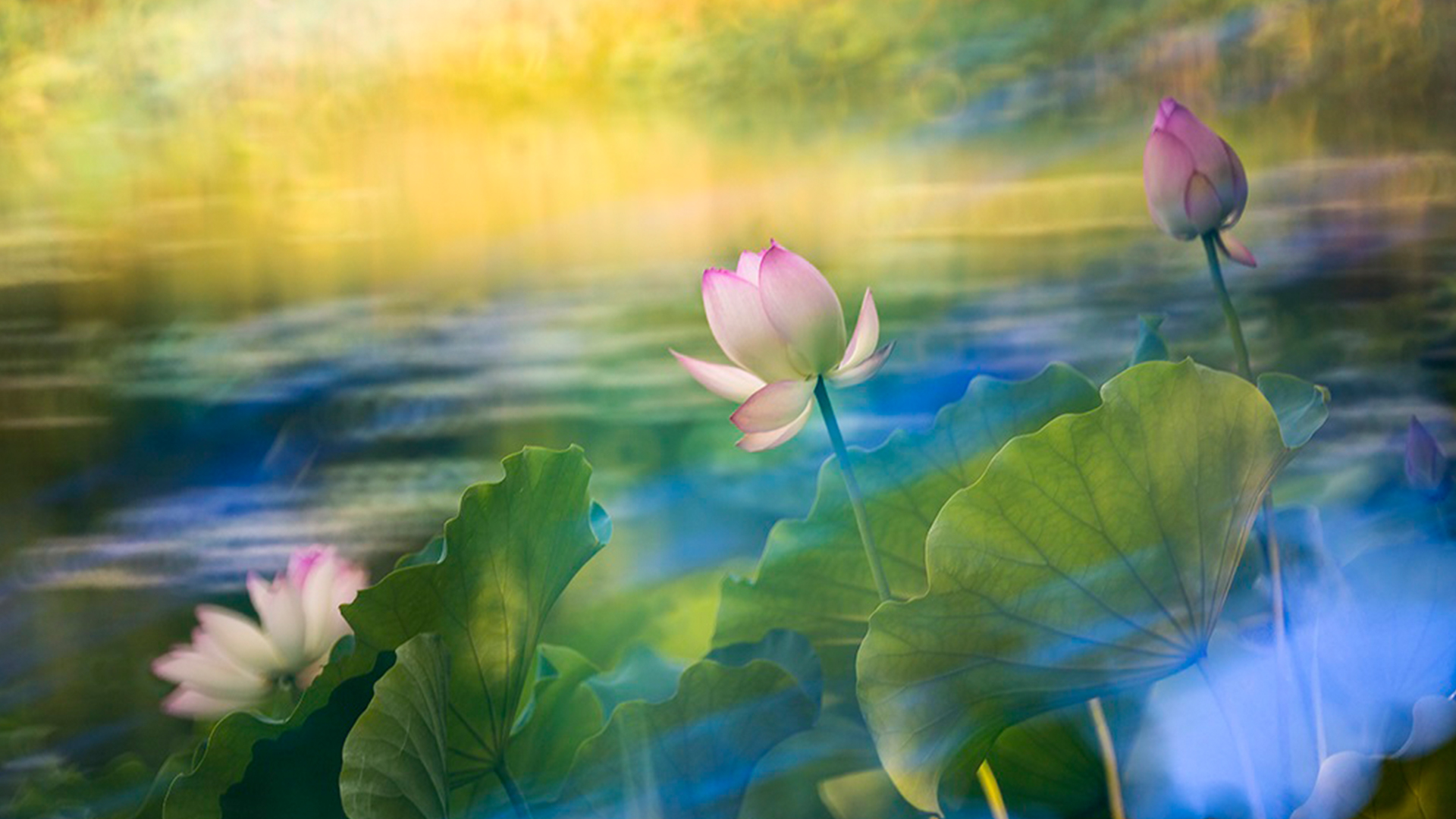 Sacred Lotus - HD Wallpaper 