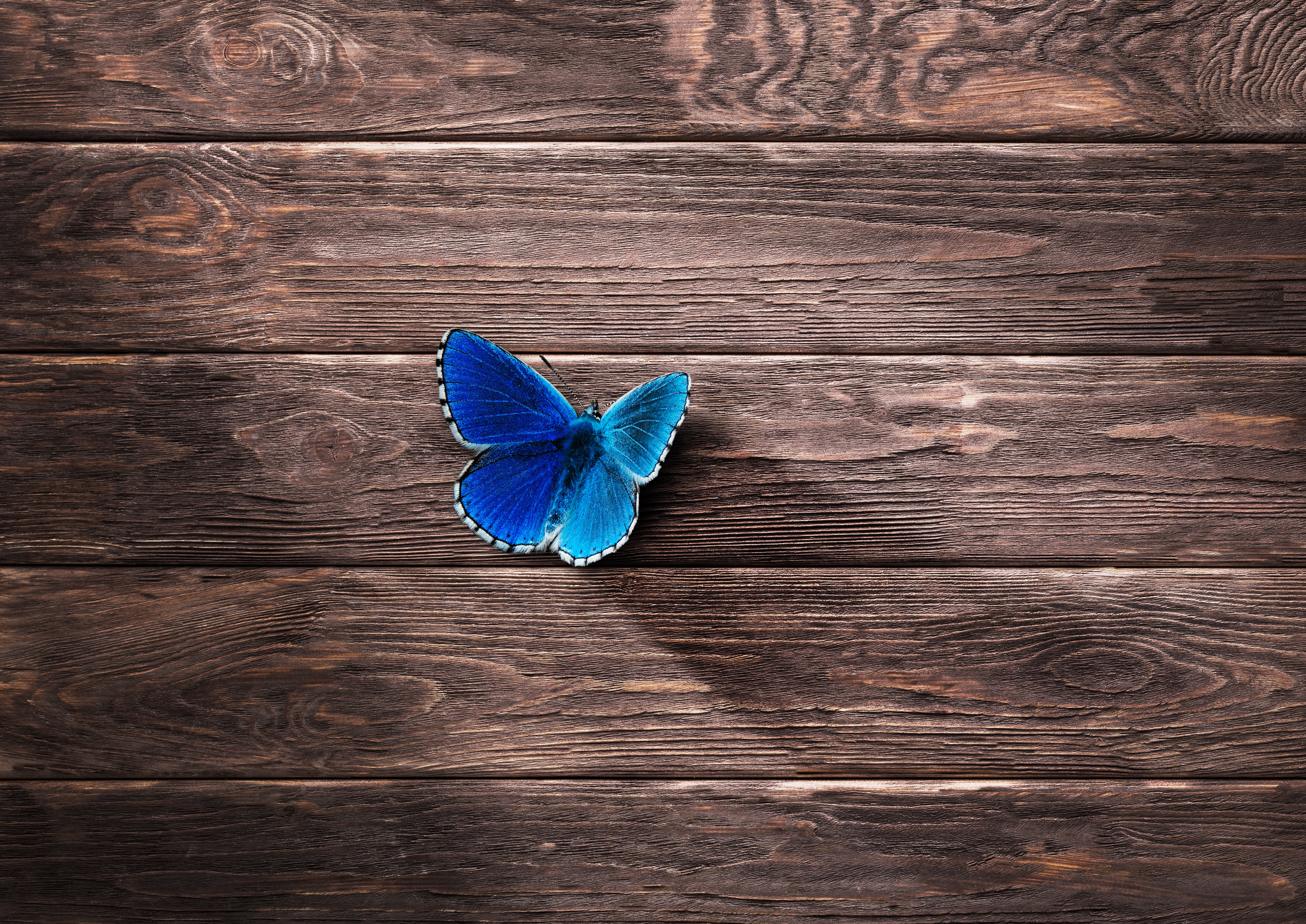 Blue Butterfly On Wood - HD Wallpaper 