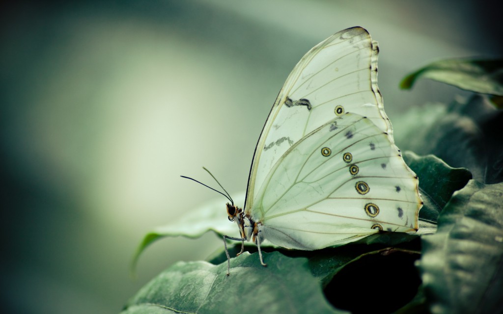 White Butterfly - HD Wallpaper 