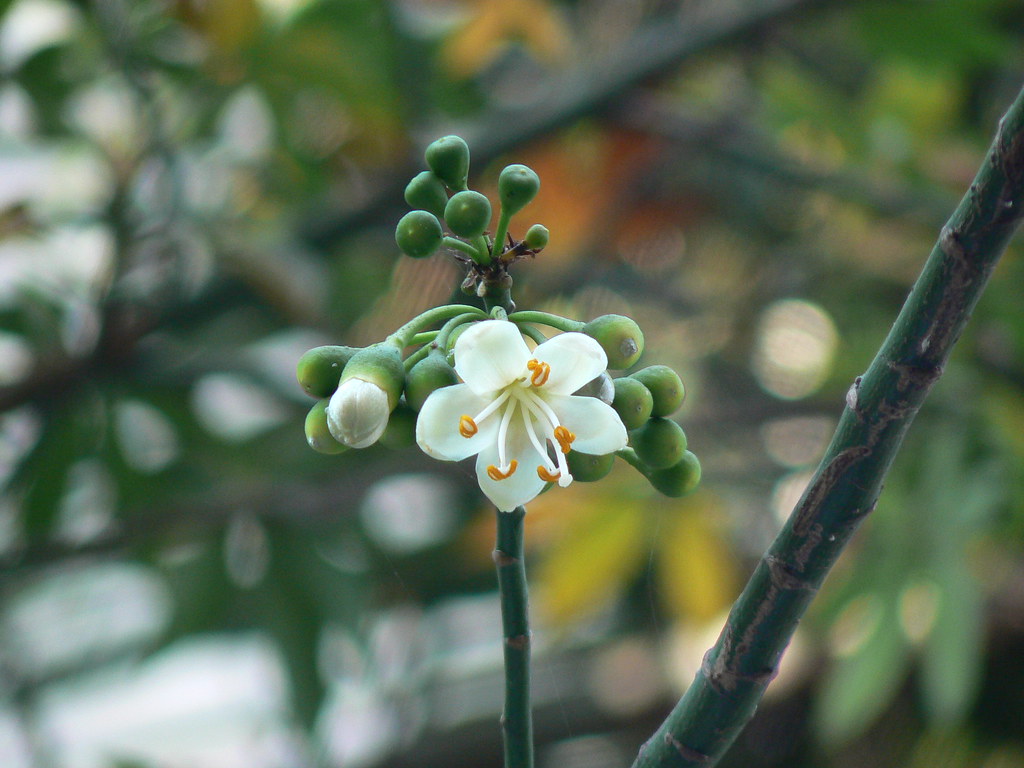 Moth Orchid - HD Wallpaper 