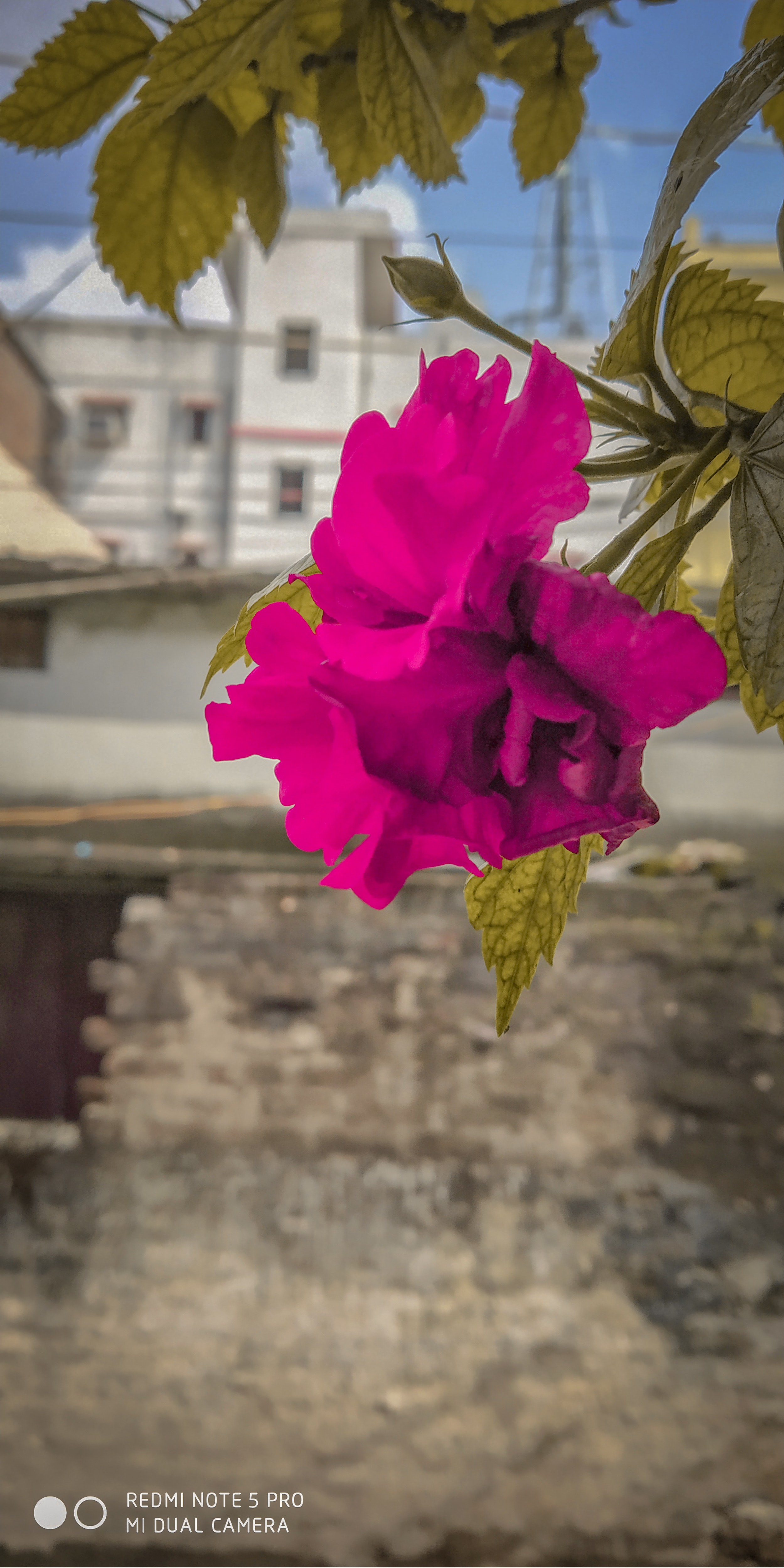 Floribunda - HD Wallpaper 