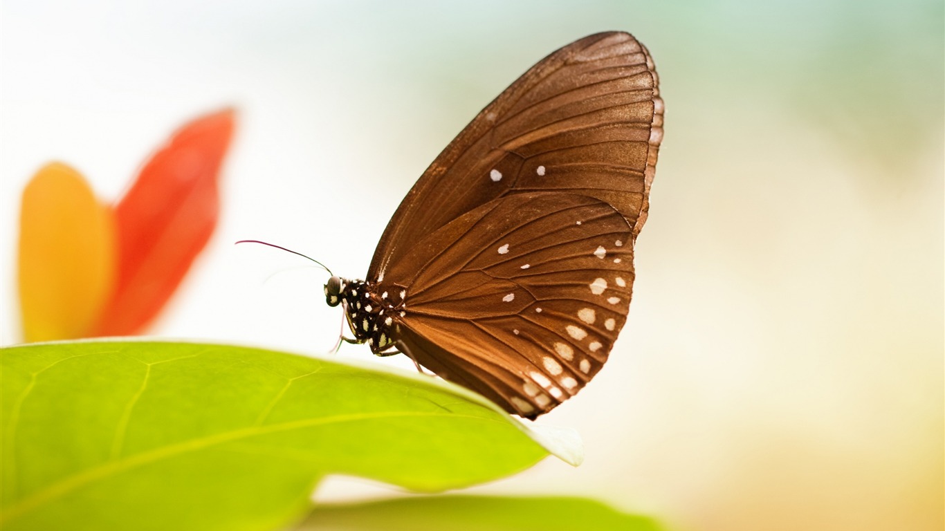 Fresh Green Leaves Butterfly-high Quality Wallpaper2016 - Butterfly - HD Wallpaper 