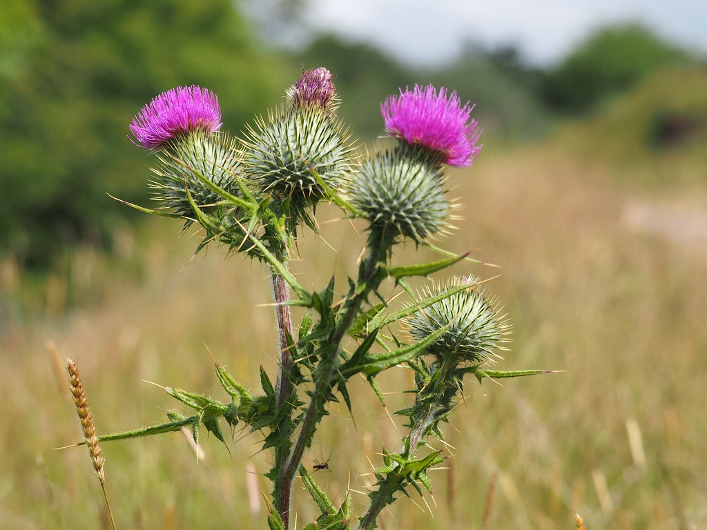 Distaff Thistles - HD Wallpaper 